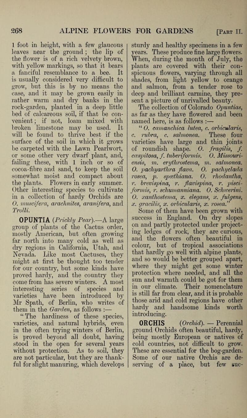 1 foot in height, with a few glaucous leaves near the ground; the lip of the flower is of a rich velvety brown, with yellow markings, so that it bears a fanciful resemblance to a bee. It is usually considered very difficult to grow, but this is by no means the case, and it may be grown easily in rather warm and dry banks in the rock-garden, planted in a deep little bed of calcareous soil, if that be con¬ venient ; if not, loam mixed with broken limestone may be used. It will be found to thrive best if the surface of the soil in which it grows be carpeted with the Lawn Pearlwort, or some other very dwarf plant, and, failing these, with 1 inch or so of cocoa-fibre and sand, to keep the soil somewhat moist and compact about the plants. Flowers in early summer. Other interesting species to cultivate in a collection of hardy Orchids are 0. muscifera, arachnites, aranifera, and Trolli. OPUNTIA (Prickly Pear).—A large group of plants of the Cactus order, mostly American, but often growing far north into many cold as well as dry regions in California, Utah, and Nevada. Like most Cactuses, they might at first be thought too tender for our country, but some kinds have proved hardy, and the country they come from has severe winters. A most interesting series of species and varieties have been introduced by Mr Spath, of Berlin, who writes of them in the Garden, as follows :— “The hardiness of these species, varieties, and natural hybrids, even in the often trying winters of Berlin, is proved beyond all doubt, having stood in the open for several years without protection. As to soil, they are not particular, but they are thank¬ ful for slight manuring, which develops sturdy and healthy specimens in a few years. These produce fine large flowers. When, during the month of July, the plants are covered with their con¬ spicuous flowers, varying through all shades, from light yellow to orange and salmon, from a tender rose to deep and brilliant carmine, they pre¬ sent a picture of unrivalled beauty. The collection of Colorado Opuntias, as far as they have flowered and been named here, is as follows :—- “ 0. camanchica lutea, c. orbicularis, c. rubra, c. salmonea. These four varieties have large and thin joints of roundish shape. . 0. fragilis, /. ccespitosa, f. tuberiformis. 0. Missouri- ensis, m. erythrostema, m. salmonea. 0. pachyarthra flava. 0. pachyclada rosea, p. spcethiana. 0. rhodantha, r. brevispina, r. flavispina, r. pisci- for mis, r. schumanniana. 0. Schwerini. 0. xanthostema, x. elegans, x. fulgens, x. gracilis, x. orbicularis, x. rosea.” Some of them have been grown with success in England. On dry slopes on and partly protected under project¬ ing ledges of rock, they are curious, and the flowers often beautiful in colour, but of tropical associations that hardly go well with alpine plants, and so would be better grouped apart, where they might get some winter protection where needed, and all the sun and warmth could be got for them in our climate. Their nomenclature is still far from clear, and it is probable those arid and cold regions have other hardy and handsome kinds worth introducing. ORCHIS (Orchid). — Perennial ground Orchids often beautiful, hardy, being mostly European or natives of cold countries, not difficult to grow. These are essential for the bog-garden. Some of our native Orchis are de¬ serving of a place, but few sue-