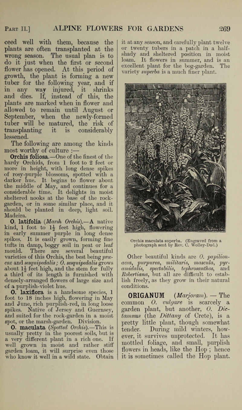 ceecl well with them, because the plants are often transplanted at the wrong season. The usual plan is to do it just when the first or second flower has opened. At this period of growth, the plant is forming a new tuber for the following year, and if in any way injured, it shrinks and dies. If, instead of this, the plants are marked when in flower and allowed to remain until August or September, when the newly-formed tuber will be matured, the risk of transplanting it is considerably lessened. The following are among the kinds most worthy of culture :— Orchis foliosa.—One of the finest of the hardy Orchids, from 1 foot to 2 feet or more in height, with long dense spikes of rosy-purple blossoms, spotted with a darker hue. It begins to flower about the middle of May, and continues for a considerable time. It delights in moist sheltered nooks at the base of the rock- garden, or in some similar place, and it should be planted in deep, light soil. Madeira. 0. latifolia (Marsh Orchis).—A native kind, 1 foot to 1^ feet high, flowering in early summer purple in long dense spikes. It is easily grown, forming fine tufts in damp, boggy soil in peat or leaf mould. There are several beautiful varieties of this Orchis, the best being prce- cox and sesquipedcilis; 0. sesquipedalis grows about H feet high, and the stem for fully a third of its length is furnished with densely-arranged flowers of large size and of a purplish-violet hue. 0. laxiflora is a handsome species, 1 foot to 18 inches high, flowering in May and June, rich purplisli-red, in long loose spikes. Native of Jersey and Guernsey, and suited for the rock-garden in a moist spot, or the marsh-garden. Division. 0. maculata (Spotted Orchis).—This is usually pretty in the poorest soils, but is a very different plant in a rich one. If well grown in moist and rather stiff garden loam, it will surprise even those who know it well in a wild state. Obtain it at any season, and carefully plant twelve or twenty tubers in a patch in a half- shady and sheltered position in moist loam. It flowers in summer, and is an excellent plant for the bog-garden. The variety superba is a much finer plant. Orchis maculata superba. (Engraved from a photograph sent by Rev. C. Wolley-Dod.) Other beautiful kinds are 0. papilion- acea, purpurea, militarise mciscula, pyr- amiclalis, spectabilis, teplirosanthos, and Robertiana, but all are difficult to estab¬ lish freely, as they grow in their natural conditions. ORIGANUM (Marjoram). — The common 0. vulgare is scarcely a garden plant, but another, 0. Dic- tamnus (the Dittany of Crete), is a pretty little plant, though somewhat tender. During mild winters, how¬ ever, it survives unprotected. It has mottled foliage, and small, purplish flowers in heads, like the Hop ; hence it is sometimes called the Hop plant.