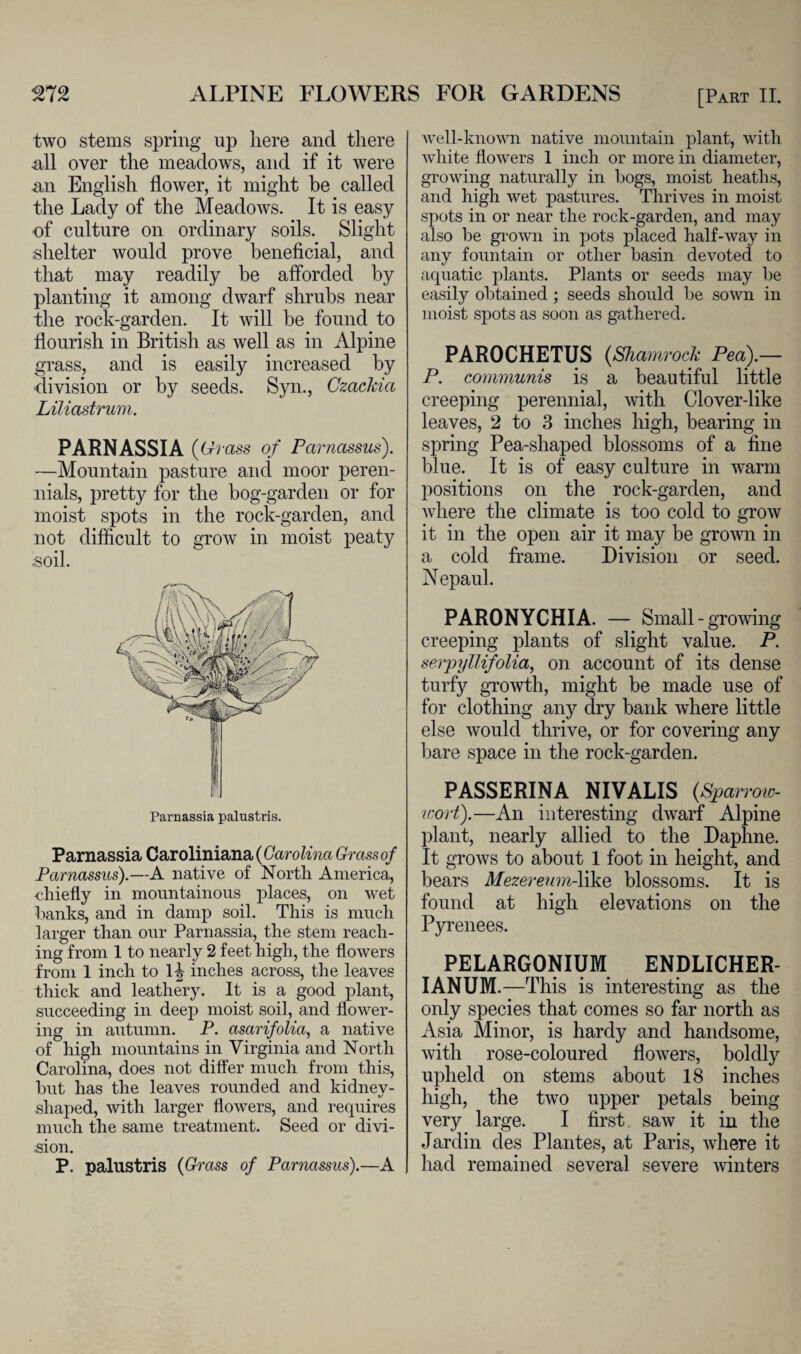 two stems spring up here and there all over the meadows, and if it were an English flower, it might be called the Lady of the Meadows. It is easy of culture on ordinary soils. Slight shelter would prove beneficial, and that may readily be afforded by planting it among dwarf shrubs near the rock-garden. It will be found to flourish in British as well as in Alpine grass, and is easily increased by division or by seeds. Syn., Czackia Liliastrum. PARNASSIA (6r? ■ass of Parnassus). —Mountain pasture and moor peren¬ nials, pretty for the bog-garden or for moist spots in the rock-garden, and not difficult to grow in moist peaty .soil. Parnassia Caroliniana (Carolina Grass of Parnassus).—A native of North America, chiefly in mountainous places, on wet banks, and in damp soil. This is much larger than our Parnassia, the stem reach¬ ing from 1 to nearly 2 feet high, the flowers from 1 inch to G inches across, the leaves thick and leathery. It is a good plant, succeeding in deep moist soil, and flower¬ ing in autumn. P. asarifolia, a native of high mountains in Virginia and North Carolina, does not differ much from this, but has the leaves rounded and kidnev- shaped, with larger flowers, and requires much the same treatment. Seed or divi¬ sion. P. palustris (Grass of Parnassus).—A well-known native mountain plant, with white flowers 1 inch or more in diameter, growing naturally in bogs, moist heaths, and high wet pastures. Thrives in moist spots in or near the rock-garden, and may also be grown in pots placed half-way in any fountain or other basin devoted to aquatic plants. Plants or seeds may be easily obtained ; seeds should be sown in moist spots as soon as gathered. PAROCHETUS (Shamrock Pea).— P. communis is a beautiful little creeping perennial, with Clover-like leaves, 2 to 3 inches high, bearing in spring Pea-shaped blossoms of a fine blue. It is of easy culture in warm positions on the rock-garden, and where the climate is too cold to grow it in the open air it may be grown in a cold frame. Division or seed. N epaul. PARONYCHIA. — Small - growing creeping plants of slight value. P. serpyllifolia, on account of its dense turfy growth, might be made use of for clothing any dry bank where little else would thrive, or for covering any bare space in the rock-garden. PASSERINA NIVALIS {Sparrow- wort).—An interesting dwarf Alpine plant, nearly allied to the Daphne. It grows to about 1 foot in height, and bears Mezereum-Wke, blossoms. It is found at high elevations on the Pyrenees. PELARGONIUM ENDLICHER- IANUM.—This is interesting as the only species that comes so far north as Asia Minor, is hardy and handsome, with rose-coloured flowers, boldly upheld on stems about 18 inches high, the two upper petals being very large. I first saw it in the Jardin des Plantes, at Paris, where it had remained several severe winters