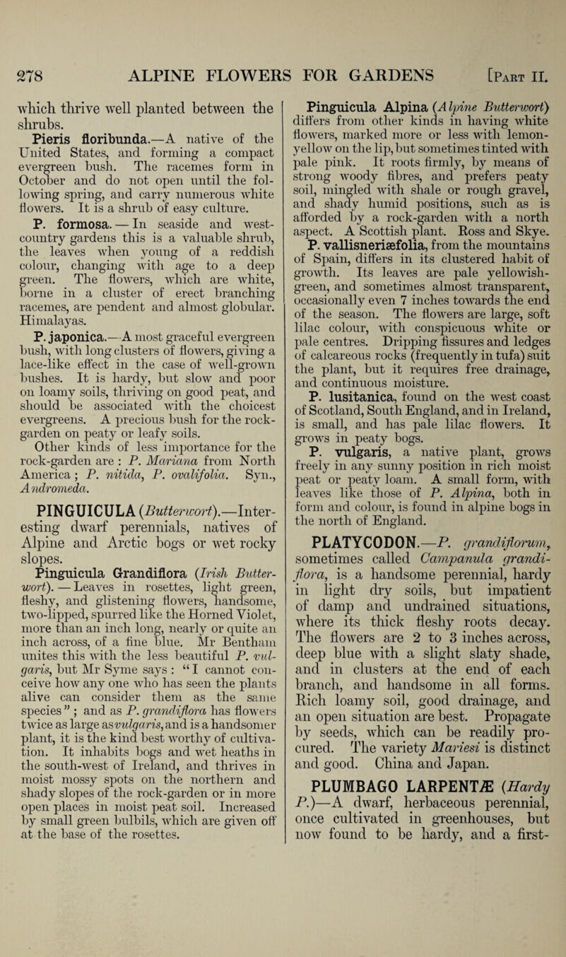 which, thrive well planted between the shrubs. Pieris floribunda.—A native of the United States, and forming a compact evergreen bush. The racemes form in October and do not open until the fol¬ lowing spring, and carry numerous white bowers. It is a shrub of easy culture. P. formosa. — In seaside and west- country gardens this is a valuable shrub, the leaves when young of a reddish colour, changing with age to a deep green. The flowers, which are white, borne in a cluster of erect branching racemes, are pendent and almost globular. Himalayas. P. japonica.—A most graceful evergreen bush, with long clusters of flowers, giving a lace-like effect in the case of well-grown bushes. It is hardy, but slow and poor on loamy soils, thriving on good peat, and should be associated with the choicest evergreens. A precious bush for the rock- garden on peaty or leafy soils. Other kinds of less importance for the rock-garden are : P. Mariana from North America ; P. nitida, P. ovalifolia. Sym, Andromeda. PINGUICULA (Butter ivort). —Inter¬ esting dwarf perennials, natives of Alpine and Arctic bogs or wet rocky slopes. Pinguicula Grandiflora (Irish Butter- wort). — Leaves in rosettes, light green, fleshy, and glistening flowers, handsome, two-lipped, spurred like the Horned Violet, more than an inch long, nearly or quite an inch across, of a tine blue. Mr Bentham unites this with the less beautiful P. vul¬ garis, but Mr Syme says : “ I cannot con¬ ceive how any one who has seen the plants alive can consider them as the same species” ; and as P. grandiflora has flowers twice as large asvulgaris, and is a handsomer plant, it is the kind best worthy of cultiva¬ tion. It inhabits bogs and wet heaths in the south-west of Ireland, and thrives in moist mossy spots on the northern and shady slopes of the rock-garden or in more open places in moist peat soil. Increased by small green bulbils, which are given off at the base of the rosettes. Pinguicula Alpina (A Ipine Butterwort) differs from other kinds in having white flowers, marked more or less with lemon- yellow on the lip, but sometimes tinted with pale pink. It roots firmly, by means of strong woody fibres, and prefers peaty soil, mingled with shale or rough gravel, and shady humid positions, such as is afforded by a rock-garden with a north aspect. A Scottish plant. Ross and Skye. P. vallisneriaefolia, from the mountains of Spain, differs in its clustered habit of growth. Its leaves are pale yellowish- green, and sometimes almost transparent, occasionally even 7 inches towards the end of the season. The flowers are large, soft lilac colour, with conspicuous white or pale centres. Dripping fissures and ledges of calcareous rocks (frequently in tufa) suit the plant, but it requires free drainage, and continuous moisture. P. lusitanica, found on the west coast of Scotland, South England, and in Ireland, is small, and has pale lilac flowers. It grows in peaty bogs. P. vulgaris, a native plant, grows freely in any sunny position in rich moist peat or peaty loam. A small form, with leaves like those of P. Alpina, both in form and colour, is found in alpine bogs in the north of England. PLATYCODON.—P. grandiflorumy sometimes called Campanula grandi¬ flora, is a handsome perennial, hardy in light dry soils, but impatient of damp and undrained situations, where its thick fleshy roots decay. The flowers are 2 to 3 inches across, deep blue with a slight slaty shade, and in clusters at the end of each branch, and handsome in all forms. Rich loamy soil, good drainage, and an open situation are best. Propagate by seeds, which can be readily pro¬ cured. The variety Mariesi is distinct and good. China and Japan. PLUMBAGO LARPENLE (Hardy P.)—A dwarf, herbaceous perennial, once cultivated in greenhouses, but now found to be hardy, and a first-