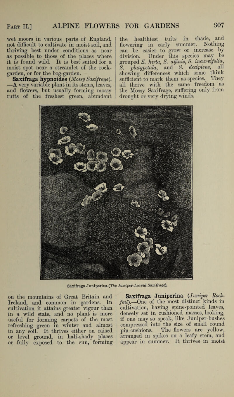 wet moors in various parts of England, not difficult to cultivate in moist soil, and thriving best under conditions as near as possible to those of the places where it is found wild. It is best suited for a moist spot near a streamlet of the rock- garden, or for the bog-garden. Saxifraga hypnoides (Mossy Saxifrage). —A very variable plant in its stems, leaves, and flowers, but usually forming mossy tufts of the freshest green, abundant the healthiest tufts in shade, and flowering in early summer. Nothing can be easier to grow or increase by division. Under this species may be grouped S. hirta, S. affinis, S. incurvifolia, S. platypetala, and S. decipiens, all showing differences which some think sufficient to mark them as species. They all thrive with the same freedom as the Mossy Saxifrage, suffering only from drought or very drying winds. Saxifraga Juniperina (The Juniper-Leaved, Saxifrage). on the mountains of Great Britain and Ireland, and common in gardens. In cultivation it attains greater vigour than in a wild state, and no plant is more useful for forming carpets of the most refreshing green in winter and almost in any soil. It thrives either on raised or level ground, in half-shady places or fully exposed to the sun, forming Saxifraga Juniperina {Juniper Rock- foil).—One of the most distinct kinds in cultivation, having spine-pointed leaves, densely set in cushioned masses, looking, if one may so speak, like Juniper-bushes compressed into the size of small round pin-cushions. The flowers are yellow, arranged in spikes on a leafy stem, and appear in summer. It thrives in moist