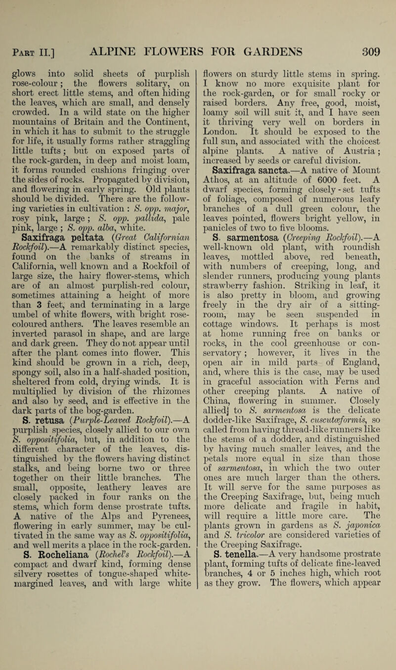 glows into solid sheets of purplish rose-colour; the flowers solitary, on short erect little steins, and often hiding the leaves, which are small, and densely crowded. In a wild state on the higher mountains of Britain and the Continent, in which it has to submit to the struggle for life, it usually forms rather straggling little tufts; but on exposed parts of the rock-garden, in deep and moist loam, it forms rounded cushions fringing over the sides of rocks. Propagated by division, and flowering in early spring. Old plants should be divided. There are the follow¬ ing varieties in cultivation : S. opp. major, rosy pink, large; 8. opp. pallida, pale pink, large ; 8. opp. alba, white. Saxifraga peltata (Great Californian Rockfoil).—A remarkably distinct species, found on the banks of streams in California, well known and a Rockfoil of large size, the hairy flower-stems, which are of an almost purplish-red colour, sometimes attaining a height of more than 3 feet, and terminating in a large umbel of white flowers, with bright rose- coloured anthers. The leaves resemble an inverted parasol in shape, and are large and dark green. They do not appear until after the plant comes into flower. This kind should be grown in a rich, deep, spongy soil, also in a half-shaded position, sheltered from cold, drying winds. It is multiplied by division of the rhizomes and also by seed, and is effective in the dark parts of the bog-garden. S. retusa (Purple-Leaved Rockfoil).—A purplish species, closely allied to our own 8. oppositifolia, but, in addition to the different character of the leaves, dis¬ tinguished by the flowers having distinct stalks, and being borne two or three together on their little branches. The small, opposite, leathery leaves are closely packed in four ranks on the stems, which form dense prostrate tufts. A native of the Alps and Pyrenees, flowering in early summer, may be cul¬ tivated in the same way as S. oppositifolia, and well merits a place in the rock-garden. S. Rocheliana (RocheVs Rockfoil).—A compact and dwarf kind, forming dense silvery rosettes of tongue-shaped white- margined leaves, and with large white flowers on sturdy little stems in spring. I know no more exquisite plant for the rock-garden, or for small rocky or raised borders. Any free, good, moist, loamy soil will suit it, and I have seen it thriving very well on borders in London. It should be exposed to the full sun, and associated with the choicest alpine plants. A native of Austria; increased by seeds or careful division. Saxifraga sancta.—A native of Mount Athos, at an altitude of 6000 feet. A dwarf species, forming closely - set tufts of foliage, composed of numerous leafy branches of a dull green colour, the leaves pointed, flowers bright yellow, in panicles of two to five blooms. S. sarmentosa (Creeping Rockfoil).—A well-known old plant, with roundish leaves, mottled above, red beneath, with numbers of creeping, long, and slender runners, producing young plants strawberry fashion. Striking in leaf, it is also pretty in bloom, and growing freely in the dry air of a sitting- room, may be seen suspended in cottage windows. It perhaps is most at home running free on banks or rocks, in the cool greenhouse or con¬ servatory ; however, it lives in the open air in mild parts of England, and, where this is the case, may be used in graceful association with Ferns and other creeping plants. A native of China, flowering in summer. Closely allied] to 8. sarmentosa is the delicate dodder-like Saxifrage, S. cuscutceformis, so called from having thread-like runners like the stems of a dodder, and distinguished by having much smaller leaves, and the petals more equal in size than those of sarmentosa, in which the two outer ones are much larger than the others. It will serve for the same purposes as the Creeping Saxifrage, but, being much more delicate and fragile in habit, will require a little more care. The plants grown in gardens as 8. japonica and S. tricolor are considered varieties of the Creeping Saxifrage. S. tenella.—A very handsome prostrate plant, forming tufts of delicate fine-leaved branches, 4 or 5 inches high, which root as they grow. The flowers, which appear