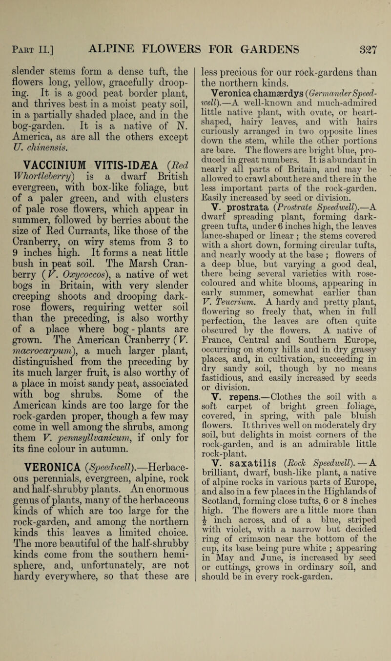 slender stems form a dense tuft, the flowers long, yellow, gracefully droop¬ ing. It is a good peat border plant, and thrives best in a moist peaty soil, in a partially shaded place, and in the bog-garden. It is a native of N. America, as are all the others except U. chinensis. VACCINIUM VITIS-IMA {Red Whortleberry) is a dwarf British evergreen, with box-like foliage, but of a paler green, and with clusters of pale rose flowers, which appear in summer, followed by berries about the size of Red Currants, like those of the Cranberry, on wiry stems from 3 to 9 inches high. It forms a neat little bush in peat soil. The Marsh Cran¬ berry ( V. Oxycoccos), a native of wet bogs in Britain, with very slender creeping shoots and drooping dark- rose flowers, requiring wetter soil than the preceding, is also worthy of a place where bog - plants are grown. The American Cranberry (V. macrocarpum), a much larger plant, distinguished from the preceding by its much larger fruit, is also worthy of a place in moist sandy peat, associated with bog shrubs. Some of the American kinds are too large for the rock-garden proper, though a few may come in well among the shrubs, among them V. pennsyllvanicum, if only for its fine colour in autumn. VERONICA {Speedwell).—Herbace¬ ous perennials, evergreen, alpine, rock and half-shrubby plants. An enormous genus of plants, many of the herbaceous kinds of which are too large for the rock-garden, and among the northern kinds this leaves a limited choice. The more beautiful of the half-shrubby kinds come from the southern hemi¬ sphere, and, unfortunately, are not hardy everywhere, so that these are less precious for our rock-gardens than the northern kinds. Veronica chamaerdys {Germander Speed¬ well).—A well-known and much-admired little native plant, with ovate, or lieart- sliaped, hairy leaves, and with hairs curiously arranged in two opposite lines down the stem, while the other portions are bare. The flowers are bright blue, pro¬ duced in great numbers. It is abundant in nearly all parts of Britain, and may be allowed to crawl about here and there in the less important parts of the rock-garden. Easily increased by seed or division. V. prostrata ('Prostrate Speedwell).—A dwarf spreading plant, forming dark- green tufts, under 6 inches high, the leaves lance-shaped or linear ; the stems covered with a short down, forming circular tufts, and nearly woody at the base ; flowers of a deep blue, but varying a good deal, there being several varieties with rose- coloured and white blooms, appearing in early summer, somewhat earlier than V. Teucrium. A hardy and pretty plant, flowering so freely that, when in full perfection, the leaves are often quite obscured by the flowers. A native of France, Central and Southern Europe, occurring on stony hills and in dry grassy laces, and, in cultivation, succeeding in ry sandy soil, though by no means fastidious, and easily increased by seeds or division. V. repens.—Clothes the soil with a soft carpet of bright green foliage, covered, in spring, with pale bluish flowers. It thrives well on moderately dry soil, but delights in moist corners of the rock-garden, and is an admirable little rock-plant. V. saxatilis (Rock Speedwell).—A brilliant, dwarf, bush-like plant, a native of alpine rocks in various parts of Europe, and also in a few places in the Highlands of Scotland, forming close tufts, 6 or 8 inches high. The flowers are a little more than j? inch across, and of a blue, striped with violet, with a narrow but decided ring of crimson near the bottom of the cup, its base being pure white ; appearing in May and June, is increased by seed or cuttings, grows in ordinary soil, and should be in every rock-garden.