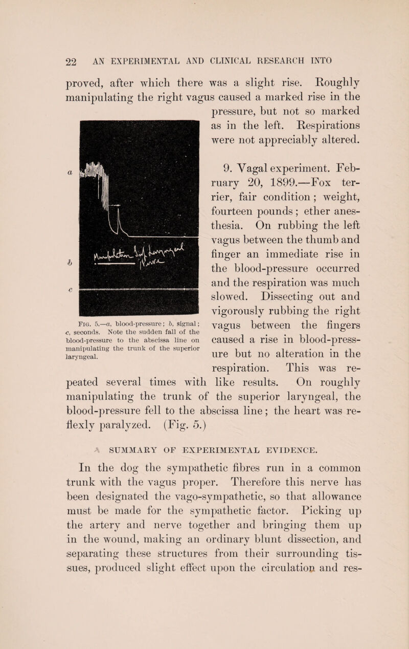 proved, after which there was a slight rise. Roughly manipulating the right vagus caused a marked rise in the pressure, but not so marked as in the left. Respirations were not appreciably altered. 9. Vagal experiment. Feb¬ ruary 20, 1899.—Fox ter¬ rier, fair condition; weight, fourteen pounds ; ether anes¬ thesia. On rubbing the left vagus between the thumb and finger an immediate rise in the blood-pressure occurred and the respiration was much slowed. Dissecting out and vigorously rubbing the right vagus between the fingers caused a rise in blood-press¬ ure but no alteration in the respiration. This was re¬ peated several times with like results. On roughly manipulating the trunk of the superior laryngeal, the blood-pressure fell to the abscissa line; the heart was re- flexly paralyzed. (Fig. 5.) A SUMMARY OF EXPERIMENTAL EVIDENCE. In the dog the sympathetic fibres run in a common trunk with the vagus proper. Therefore this nerve has been designated the vago-sympathetic, so that allowance must be made for the sympathetic factor. Picking up the artery and nerve together and bringing them up in the wound, making an ordinary blunt dissection, and separating these structures from their surrounding tis¬ sues, produced slight effect upon the circulation and res- Fig. 5.—a, blood-pressure; 5, signal; <3, seconds. Note the sudden fall of the blood-pressure to the abscissa line on manipulating the trunk of the superior laryngeal.