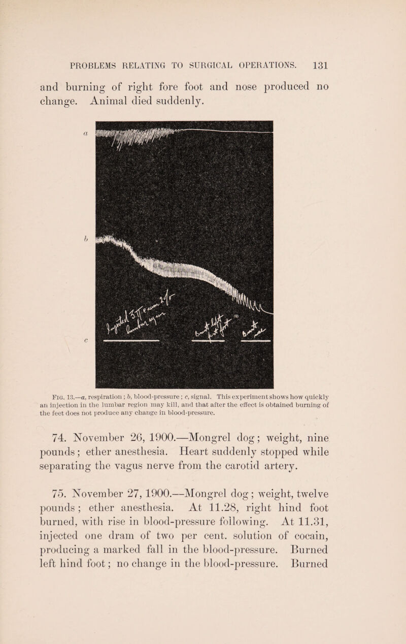 and burning of right fore foot and nose produced no change. Animal died suddenly. Fig. 13.—a, respiration ; b, blood-pressure ; c, signal. This experiment shows how quickly an injection in the lumbar region may kill, and that after the effect is obtained burning of the feet does not produce any change in blood-pressure. 74. November 26, 1900.—Mongrel dog; weight, nine pounds ; ether anesthesia. Heart suddenly stopped while separating the vagus nerve from the carotid artery. 75. November 27, 1900.—Mongrel dog; weight, twelve pounds; ether anesthesia. At 11.28, right hind foot burned, with rise in blood-pressure following. At 11.31, injected one dram of two per cent, solution of cocain, producing a marked fall in the blood-pressure. Burned left hind foot; no change in the blood-pressure. Burned