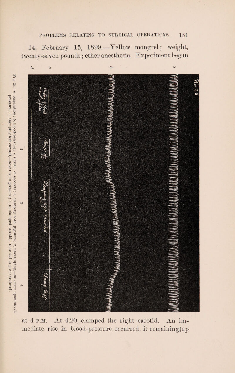 Fig. 23.— a, respiration; b, Flood-pressure; c, signal; d, seconds; 1, clamping both jugulars; 2, unclamping—no effect upon blood- pressure ; 3, clamping left carotid,—note rise in pressure; 4, unclamped carotid,—note fall to previous level. 14. February 15, 1899.—Yellow mongrel; weight, Si. o> ©-• £ at 4 p.m. At 4.20, clamped the right carotid. An im¬ mediate rise in blood-pressure occurred, it remainingfup