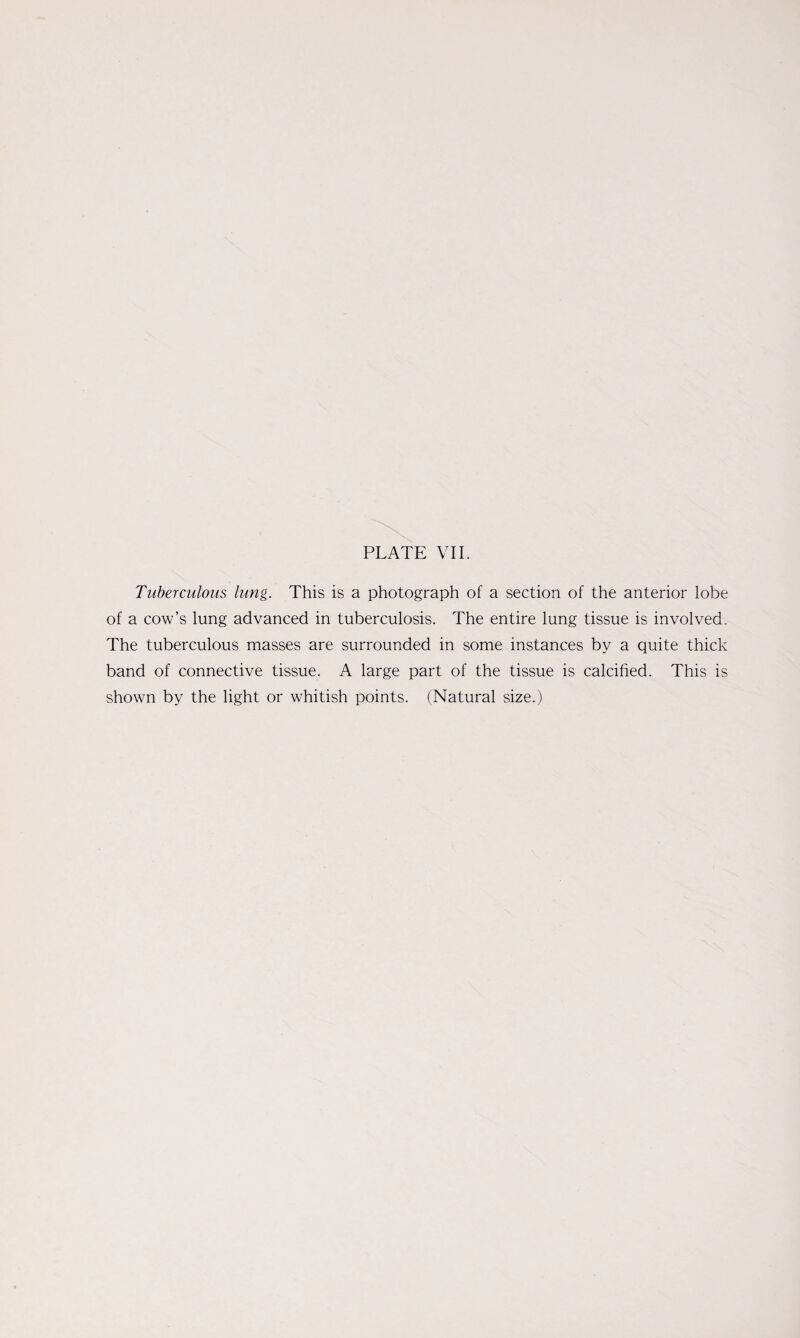 Tuberculous lung. This is a photograph of a section of the anterior lobe of a cow’s lung advanced in tuberculosis. The entire lung tissue is involved. The tuberculous masses are surrounded in some instances by a quite thick band of connective tissue. A large part of the tissue is calcified. This is shown by the light or whitish points. (Natural size.)