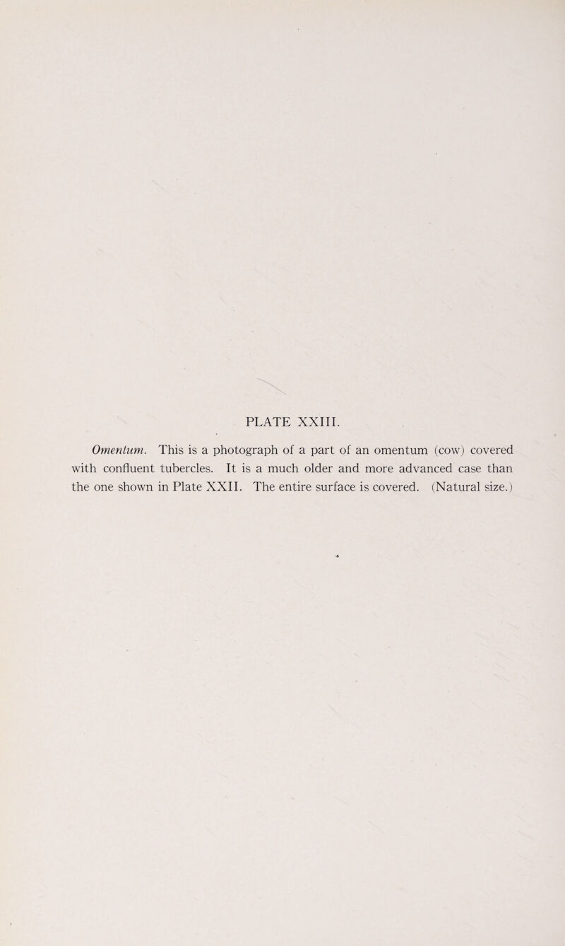 Omentum. This is a photograph of a part of an omentum (cow) covered with confluent tubercles. It is a much older and more advanced case than
