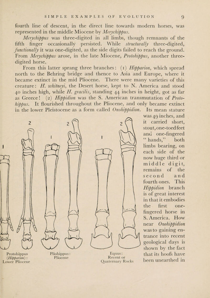 fourth line of descent, in the direct line towards modern horses, was represented in the middle Miocene by Merychippus. Merychippus was three-digited in all limbs, though remnants of the fifth finger occasionally persisted. While structurally three-digited, functionally it was one-digited, as the side digits failed to reach the ground. From Merychippus arose, in the late Miocene, Protohippus, another three- digited horse. From this latter sprang three branches: (i) Hipparion, which spread north to the Behring bridge and thence to Asia and Europe, where it became extinct in the mid Pliocene. There were many varieties of this creature: H. whitneyi, the Desert horse, kept to N. America and stood 40 inches high, while H. gracilis, standing 44 inches in height, got as far as Greece! (2) Hippidion was the S. American transmutation of Proto¬ hippus. It flourished throughout the Pliocene, and only became extinct in the lower Pleistocene as a form called Onohippidion. Its mean stature was 49 inches, and it carried short, stout, one-toed feet and one-fingered “ hands,’' both limbs bearing, on each side of the now huge third or middle digit, remains of the second and fourth ones. This Hippidion branch is of great interest in that it embodies the first one¬ fingered horse in S. America. How near Onohippidion was to gaining en¬ trance into recent geological days is shown by the fact that its hoofs have been unearthed in Protohippus {Hipparion): Lower Pliocene Pliohippus: Pliocene Equus: Recent or Quaternary Rocks