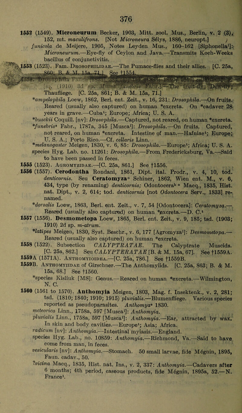 1552 (1549). Microneurum Becker, 1903, Mitt. zool. Mus., Berlin, v. 2 (3), 152, mt. maculifrons. [Not Microneura Selys, 1886, neuropt.] ) funicola de Meijere, 1905, Notes Leyden Mus., 160-162 [Siphonella1]: Microneurum.—Eye-fly of Ceylon and Java.—Transmits Koch-Weeks bacillus of conjunctivitis. v1553 (1523). Fam. Drosophilidae.—The Pumace-flies and their allies. [C. 25a, k.B. & ML U iPKli _ [£% (1910) 3d sp. MThe'' fruit-! Thaufliege. [C. 25a, 861; B. & M. 15a, 71.] *ampelophila Loew, 1862, Berl. ent. Zeit., v. 16, 231: Drosophila.—On fruits. Reared (usually also captured) on human *excreta. On *cadaver 28 years in grave.—Cuba*; Europe; Africa; U. S. A. *busckii Coquill, [nv]: Drosophila.—Captured, not reared, on human *excreta. *funebriss Fabr., 1787a, 345 [Musca1]: Drosophila.—On fruits. Captured, not reared, on human *excreta. Intestine of man.—Hafniae*; Europe; U. S. A.; Porto Rico.—Cf. cellaris Linn. *melanogaster Meigen, 1830, v. 6, 85: Drosophila.—Europe*; Africa; U. S. A. species Hyg. Lab. no. 11261: Drosophila.—From Fredericksburg, Va.—Said to have been passed in feces. 1555 (1523). Agromyzidae.—{C. 25a, 861.] See fl556. 1556 (1557). Cerodontha Rondani, 1861, Dipt. ital. Prodr., v. 4, 10, tod. denticornis. Seu Ceratomyza0 Schiner, 1862, Wien ent. M., v. 6, 434, type (by renaming) denticornis; Odontocerah ° Macq., 1835, Hist, nat. Dipt., v. 2, 614; tod. denticornis [not Odontocera Serv., 1833] re¬ named. *dorsalis Loew, 1863, Berl. ent. Zeit., v. 7, 54 [Odontocera]: Ceratomyza.— Reared (usually also captured) on human *e,xcreta.—D. C.* 1557 (1556). Desmometopa Loew, 1865, Berl. ent. Zeit., v. 9, 185; tsd. (1903; 1910) 2d sp. m-atrum. *latipes Meigen, 1830, Syst. Beschr., v. 6, 177 [Agromyza1]: Desmometopa.— Reared (usually also captured) on human *excreta. 1558 (1522). Subsection CALYPTRATAE. The Calyptrate Muscids. [C. 25a, 862.] Seu CALYPTERATAE [B. & M. 15a, 67]. See fl559A. 1559A (1571 A). Anthomyioidea.—[C. 25a, 786.] See fl559B. 1559B. Anthomyiidae of Girschner.—-The Anthomyiids. [C. 25a, 863; B. & M. 15a, 68.] See fl560. *species Ivisliuk [MS]: Genus.—Reared on human *excreta.—Wilmington, N. C. 1560 (1561 to 1570). Anthomyia Meigen, 1803, Mag. f. Insektenk., v. 2, 281; tsd. (1810; 1840; 1910; 1915) pluvialis.—Blumenfliege. Various species reported as pseudoparasites. Anthomyae 1830. meteorica Linn., 1758a, 597 [Musca1]: Anthomyia. pluvialis Linn., 1758a, 597 [Musca1]: Anthomyia.—Ear, attracted by wax. In skin and body cavities.—Europe*; Asia; Africa. radicum [nv]: Anthomyia.—Intestinal myiasis.—England, species Hyg. Lab., no. 10859: Anthomyia.—Richmond, Va.—-Said to have come from man, in feces. vesicularis [nv]: Anthomyia.—Stomach. 50 small larvae, fide Megnin, 1895, Faun, cadav., 50. Ivicina Macq., 1835, Hist. nat. Ins., v. 2, 337: Anthomyia.—Cadavers after 6 months; 4th period, caseous products, fide Megnin, 1895a, 52.—N. France*.