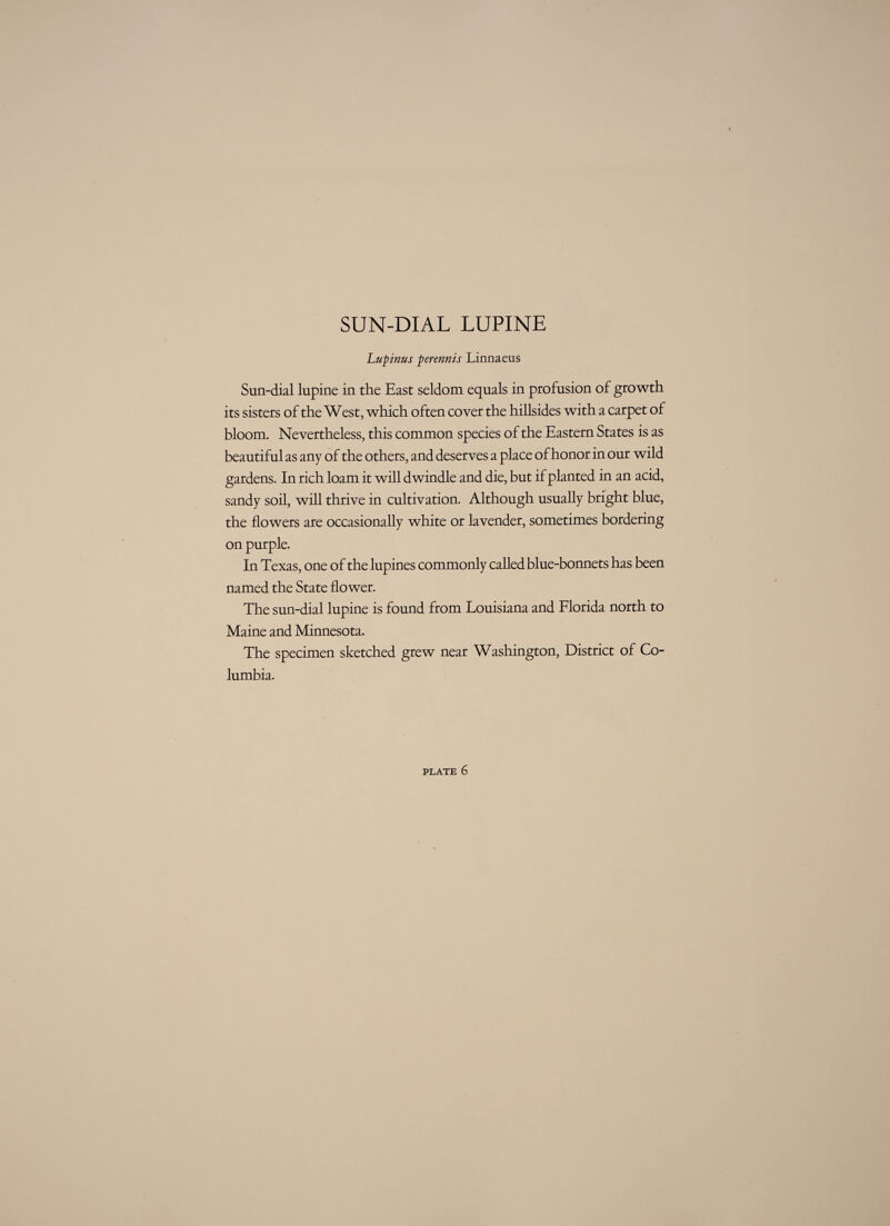 SUN-DIAL LUPINE Lwpinus perennis Linnaeus Sun-dial lupine in the East seldom equals in profusion of growth its sisters of the West, which often cover the hillsides with a carpet of bloom. Nevertheless, this common species of the Eastern States is as beautiful as any of the others, and deserves a place of honor in our wild gardens. In rich loam it will dwindle and die, but if planted in an acid, sandy soil, will thrive in cultivation. Although usually bright blue, the flowers are occasionally white or lavender, sometimes bordering on purple. In Texas, one of the lupines commonly called blue-bonnets has been named the State flower. The sun-dial lupine is found from Louisiana and Florida north to Maine and Minnesota. The specimen sketched grew near Washington, District of Co¬ lumbia.