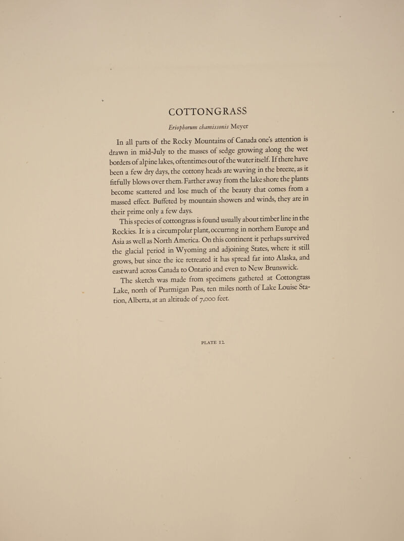 Kf COTTONGRASS Eriophorum chamissonis Meyer In all parts of the Rocky Mountains of Canada one s attention is drawn in mid-July to the masses of sedge growing along the wet borders of alpine lakes, oftentimes out of the water itself. If there have been a few dry days, the cottony heads are waving in the breeze, as it fitfully blows over them. Farther away from the lake shore the plants become scattered and lose much of the beauty that comes from a massed effect. Buffeted by mountain showers and winds, they are in their prime only a few days. This species of cottongrass is found usually about timber line in the Rockies. It is a circumpolar plant, occurring in northern Europe and Asia as well as North America. On this continent it perhaps survived the glacial period in Wyoming and adjoining States, where it still grows, but since the ice retreated it has spread far into Alaska, and eastward across Canada to Ontario and even to New Brunswick. The sketch was made from specimens gathered at Cottongrass Lake, north of Ptarmigan Pass, ten miles north of Lake Louise Sta¬ tion, Alberta, at an altitude of 7,000 feet.