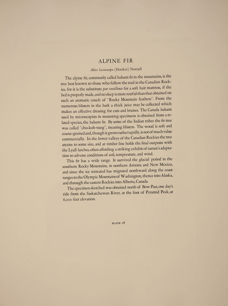 ALPINE FIR Abies lasiocarpa (Hooker) Nuttall The alpine fir, commonly called balsam fir in the mountains, is the tree best known to those who follow the trail in the Canadian Rock¬ ies, for it is the substitute par excellence for a soft hair mattress, if the bed is properly made, and no sleep is more restful than that obtained on such an aromatic couch of Rocky Mountain feathers . From the numerous blisters in the bark a thick juice may be collected which makes an effective dressing for cuts and bruises. The Canada balsam used by microscopists in mounting specimens is obtained from a re¬ lated species, the balsam fir. By some of the Indian tribes the fir tree was called cho-koh-tung”, meaning blisters. The wood is soft and coarse-grained and, though it grows rather rapidly, is not of much value commercially. In the lower valleys of the Canadian Rockies the tree attains to some size, and at timber line holds the final outposts with the Lyall larches, often affording a striking exhibit of nature’s adapta¬ tion to adverse conditions of soil, temperature, and wind. This fir has a wide range. It survived the glacial period in the southern Rocky Mountains, in northern Arizona and New Mexico, and since the ice retreated has migrated northward along the coast ranges to the Olympic Mountains of Washington, thence into Alaska, and through the eastern Rockies into Alberta, Canada. The specimen sketched was obtained north of Bow Pass, one day’s ride from the Saskatchewan River, at the foot of Pyramid Peak, at 6,000 feet elevation.