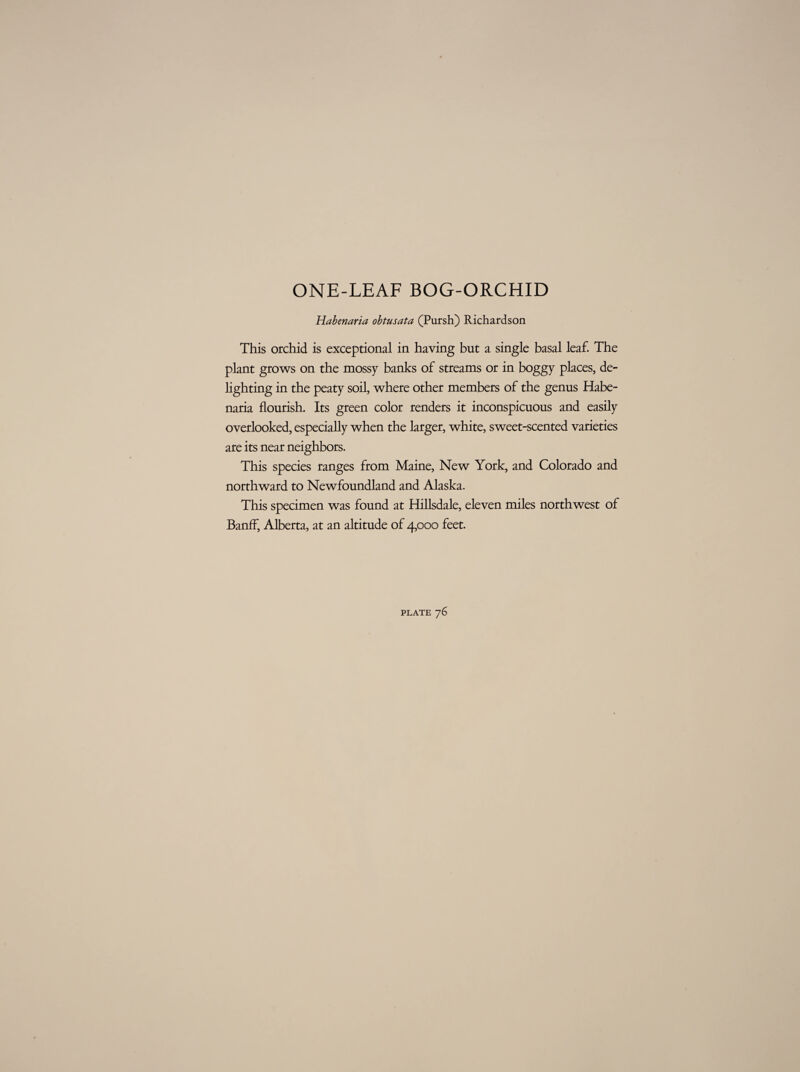 ONE-LEAF BOG-ORCHID Habenaria obtusata (Pursh) Richardson This orchid is exceptional in having but a single basal leaf. The plant grows on the mossy banks of streams or in boggy places, de¬ lighting in the peaty soil, where other members of the genus Habe¬ naria flourish. Its green color renders it inconspicuous and easily overlooked, especially when the larger, white, sweet-scented varieties are its near neighbors. This species ranges from Maine, New York, and Colorado and northward to Newfoundland and Alaska. This specimen was found at Hillsdale, eleven miles northwest of Banff, Alberta, at an altitude of 4,000 feet.