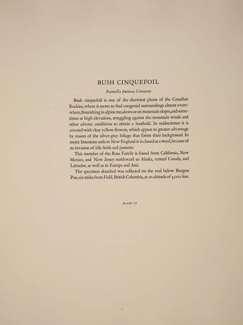 BUSH CINQUEFOIL Potentilla fruticosa Linnaeus Bush cinquefoil is one of the showiest plants of the Canadian Rockies, whete it seems to find congenial surroundings almost every¬ where, flourishing in alpine meadows or on mountain slopes,and some¬ times at high elevations, struggling against the mountain winds and other adverse conditions to obtain a foothold. In midsummer it is covered with clear yellow flowers, which appear to greater advantage by reason of the silver-gray foliage that forms their background. In moist limestone soils in New England it is classed as a weed, because of its invasion of idle fields and pastures. This member of the Rose Family is found from California, New Mexico, and New Jersey northward to Alaska, central Canada, and Labrador, as well as in Europe and Asia. The specimen sketched was collected on the trail below Burgess Pass, six miles from Field, British Columbia, at an altitude of 5,000 feet.