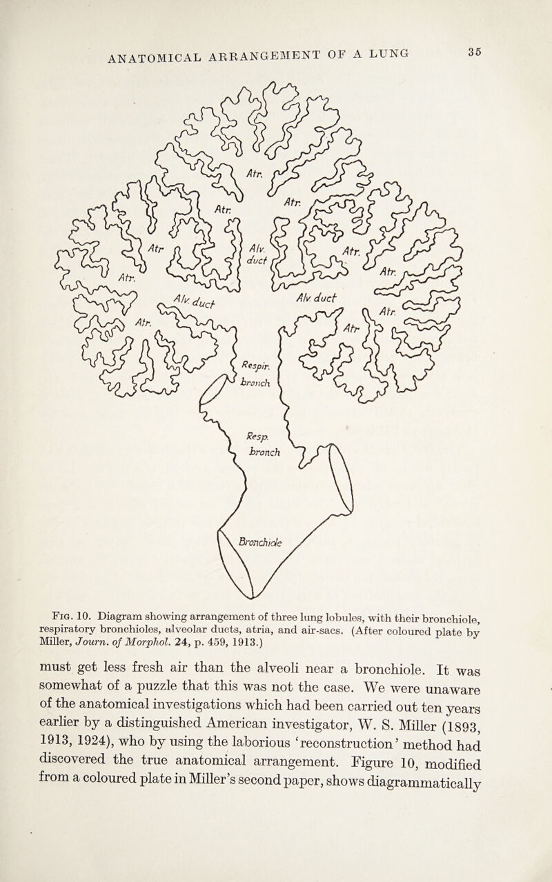 ANATOMICAL ARRANGEMENT OF A LUNG Fig. 10. Diagram showing arrangement of three lung lobules, with their bronchiole, respiratory bronchioles, alveolar ducts, atria, and air-sacs. (After coloured plate by Miller, Journ. of Morphol. 24, p. 459, 1913.) must get less fresh air than the alveoli near a bronchiole. It was somewhat of a puzzle that this was not the case. We were unaware of the anatomical investigations which had been carried out ten years earlier by a distinguished American investigator, W. S. Miller (1893, 1913, 1924), who by using the laborious ‘reconstruction’ method had discovered the true anatomical arrangement. Figure 10, modified from a coloured plate in Miller’s second paper, shows diagrammatically