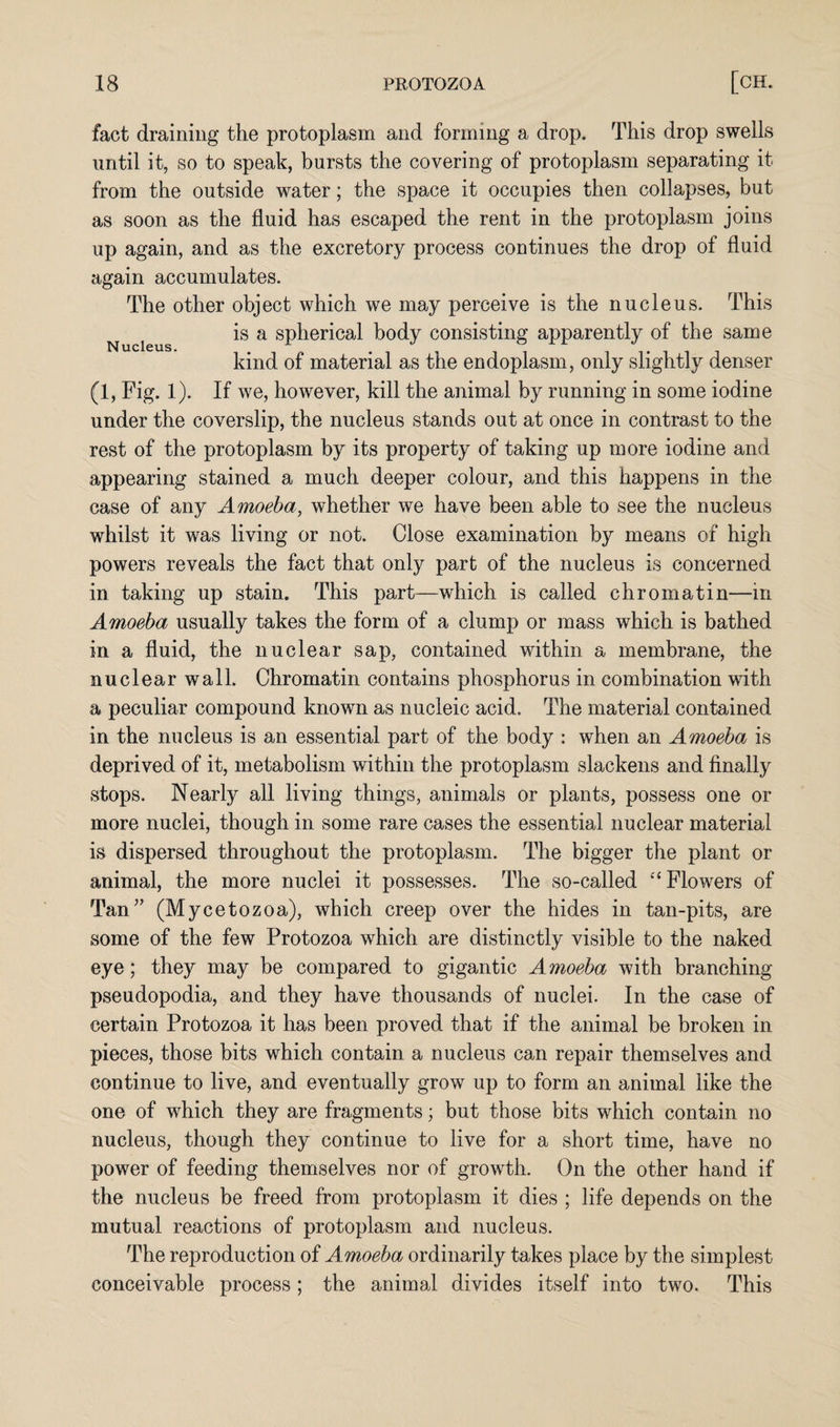 fact draining the protoplasm and forming a drop. This drop swells until it, so to speak, bursts the covering of protoplasm separating it from the outside water; the space it occupies then collapses, but as soon as the fluid has escaped the rent in the protoplasm joins up again, and as the excretory process continues the drop of fluid again accumulates. The other object which we may perceive is the nucleus. This is a spherical body consisting apparently of the same kind of material as the endoplasm, only slightly denser (1, Fig. 1). If we, however, kill the animal by running in some iodine under the coverslip, the nucleus stands out at once in contrast to the rest of the protoplasm by its property of taking up more iodine and appearing stained a much deeper colour, and this happens in the case of any Amoeba, whether we have been able to see the nucleus whilst it was living or not. Close examination by means of high powers reveals the fact that only part of the nucleus is concerned in taking up stain. This part—which is called chromatin—in Amoeba usually takes the form of a clump or mass which is bathed in a fluid, the nuclear sap, contained within a membrane, the nuclear wall. Chromatin contains phosphorus in combination with a peculiar compound known as nucleic acid. The material contained in the nucleus is an essential part of the body : when an Amoeba is deprived of it, metabolism within the protoplasm slackens and finally stops. Nearly all living things, animals or plants, possess one or more nuclei, though in some rare cases the essential nuclear material is dispersed throughout the protoplasm. The bigger the plant or animal, the more nuclei it possesses. The so-called “ Flowers of Tan” (Mycetozoa), which creep over the hides in tan-pits, are some of the few Protozoa which are distinctly visible to the naked eye; they may be compared to gigantic Amoeba with branching pseudopodia, and they have thousands of nuclei. In the case of certain Protozoa it has been proved that if the animal be broken in pieces, those bits which contain a nucleus can repair themselves and continue to live, and eventually grow up to form an animal like the one of which they are fragments; but those bits which contain no nucleus, though they continue to live for a short time, have no power of feeding themselves nor of growth. On the other hand if the nucleus be freed from protoplasm it dies ; life depends on the mutual reactions of protoplasm and nucleus. The reproduction of Amoeba ordinarily takes place by the simplest conceivable process; the animal divides itself into two. This