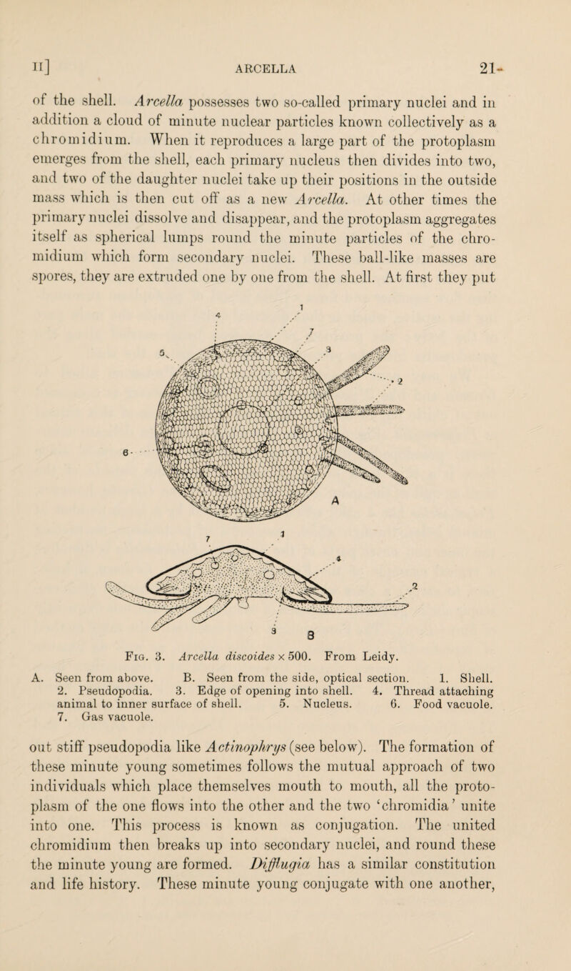 of the shell. Arcella possesses two so-called primary nuclei and in addition a cloud of minute nuclear particles known collectively as a chromidium. When it reproduces a large part of the protoplasm emerges from the shell, each primary nucleus then divides into two, and two of the daughter nuclei take up their positions in the outside mass which is then cut oft as a new Arcella. At other times the primary nuclei dissolve and disappear, and the protoplasm aggregates itself as spherical lumps round the minute particles of the chro¬ midium which form secondary nuclei. These ball-like masses are spores, they are extruded one by one from the shell. At first they put Fig. 3. Arcella discoides x 500. From Leidy. A. Seen from above. B. Seen from the side, optical section. 1. Shell. 2. Pseudopodia. 3. Edge of opening into shell. 4. Thread attaching animal to inner surface of shell. 5. Nucleus. 6. Food vacuole. 7. Gas vacuole. out stiff' pseudopodia like Actinophrys (see below). The formation of these minute young sometimes follows the mutual approach of two individuals which place themselves mouth to mouth, all the proto¬ plasm of the one flows into the other and the two ‘chromidia’ unite into one. This process is known as conjugation. The united chromidium then breaks up into secondary nuclei, and round these the minute young are formed. Difflugia has a similar constitution and life history. These minute young conjugate with one another,