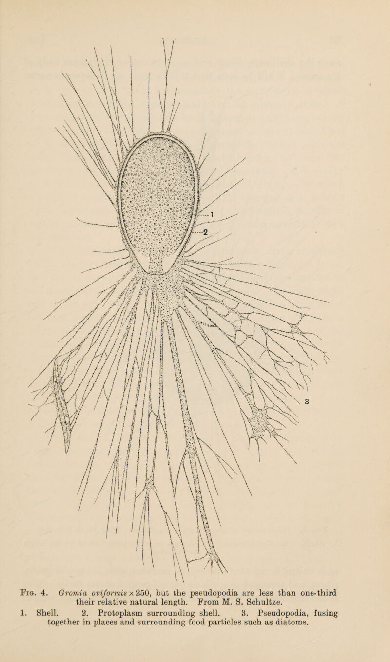 their relative natural length. From M. S. Schultze. 1. Shell. 2. Protoplasm surrounding shell. 3. Pseudopodia, fusing together in places and surrounding food particles such as diatoms.