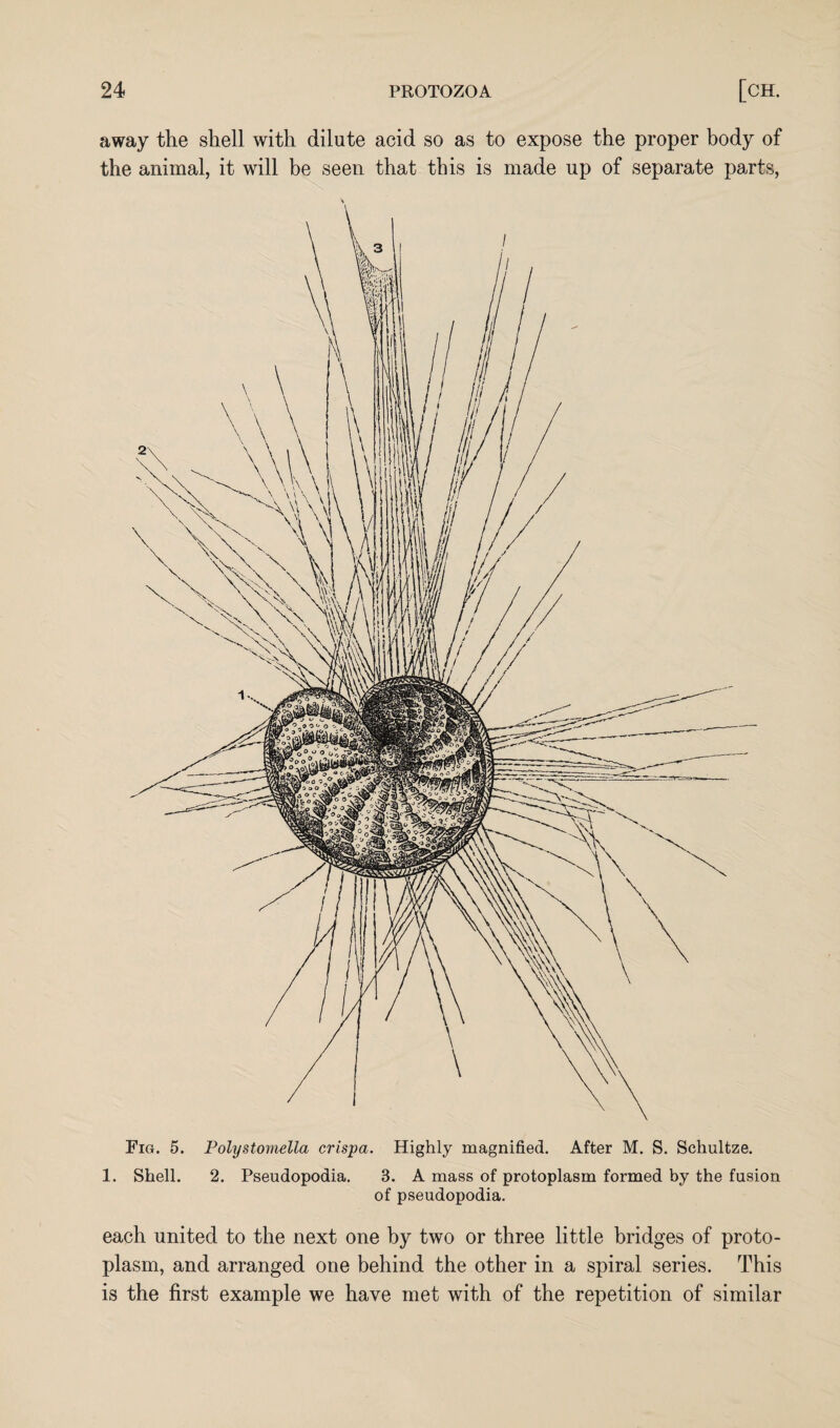 away the shell with dilute acid so as to expose the proper body of the animal, it will be seen that this is made up of separate parts, Eig. 5. Polystomella crispa. Highly magnified. After M. S. Schultze. 1. Shell. 2. Pseudopodia. 3. A mass of protoplasm formed by the fusion of pseudopodia. each united to the next one by two or three little bridges of proto¬ plasm, and arranged one behind the other in a spiral series. This is the first example we have met with of the repetition of similar