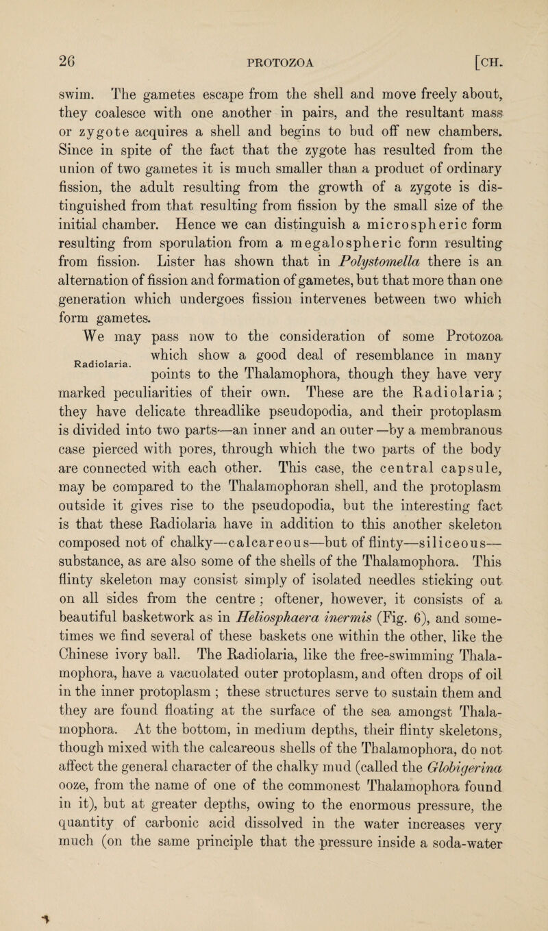 Radiolaria. swim. The gametes escape from the shell and move freely about, they coalesce with one another in pairs, and the resultant mass or zygote acquires a shell and begins to bud off new chambers* Since in spite of the fact that the zygote has resulted from the union of two gametes it is much smaller than a product of ordinary fission, the adult resulting from the growth of a zygote is dis¬ tinguished from that resulting from fission by the small size of the initial chamber. Hence we can distinguish a microspheric form resulting from sporulation from a megalospheric form resulting from fission. Lister has shown that in Polystomella there is an alternation of fission and formation of gametes, but that more than one generation which undergoes fission intervenes between two which form gametes. We may pass now to the consideration of some Protozoa. which show a good deal of resemblance in many points to the Thalamophora, though they have very marked peculiarities of their own. These are the Radiolaria; they have delicate threadlike pseudopodia, and their protoplasm is divided into two parts—an inner and an outer—by a membranous case pierced with pores, through which the two parts of the body are connected with each other. This case, the central capsule, may be compared to the Thalamophoran shell, and the protoplasm outside it gives rise to the pseudopodia, but the interesting fact is that these Radiolaria have in addition to this another skeleton composed not of chalky—calcareous—but of flinty—siliceous— substance, as are also some of the shells of the Thalamophora. This flinty skeleton may consist simply of isolated needles sticking out on all sides from the centre; oftener, however, it consists of a, beautiful basketwork as in Heliosphaera inermis (Fig. 6), and some¬ times we find several of these baskets one within the other, like the Chinese ivory ball. The Radiolaria, like the free-swimming Thala¬ mophora, have a vacuolated outer protoplasm, and often drops of oil in the inner protoplasm ; these structures serve to sustain them and they are found floating at the surface of the sea amongst Thala¬ mophora. At the bottom, in medium depths, their flinty skeletons, though mixed with the calcareous shells of the Thalamophora, do not affect the general character of the chalky mud (called the Globigerina ooze, from the name of one of the commonest Thalamophora found in it), but at greater depths, owing to the enormous pressure, the quantity of carbonic acid dissolved in the water increases very much (on the same principle that the pressure inside a soda-water
