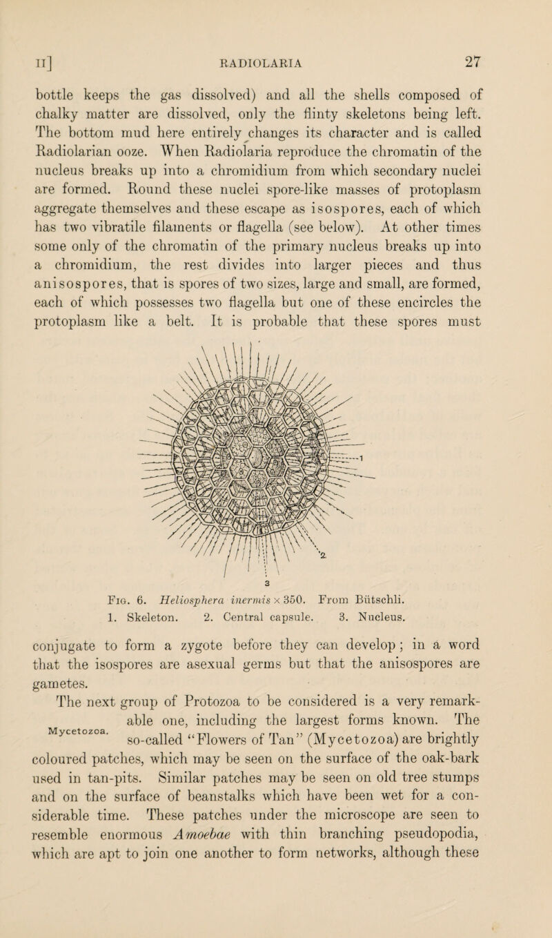 bottle keeps the gas dissolved) and all the shells composed of chalky matter are dissolved, only the flinty skeletons being left. The bottom mud here entirely changes its character and is called Radiolarian ooze. When Radiolaria reproduce the chromatin of the nucleus breaks up into a chromidium from which secondary nuclei are formed. Round these nuclei spore-like masses of protoplasm aggregate themselves and these escape as isospores, each of which has two vibratile filaments or flagella (see below). At other times some only of the chromatin of the primary nucleus breaks up into a chromidium, the rest divides into larger pieces and thus anisospores, that is spores of two sizes, large and small, are formed, each of which possesses two flagella but one of these encircles the protoplasm like a belt. It is probable that these spores must 3 Fig. 6. Heliosphera inermis x 350. From Biitschli. 1. Skeleton. 2. Central capsule. 3. Nucleus. conjugate to form a zygote before they can develop; in a word that the isospores are asexual germs but that the anisospores are gametes. The next group of Protozoa to be considered is a very remark¬ able one, including the largest forms known. The Mycetozoa. g0_cape(j «<piowers 0f Tan” (Mycetozoa) are brightly coloured patches, which may be seen on the surface of the oak-bark used in tan-pits. Similar patches may be seen on old tree stumps and on the surface of beanstalks which have been wet for a con¬ siderable time. These patches under the microscope are seen to resemble enormous Amoebae with thin branching pseudopodia, which are apt to join one another to form networks, although these