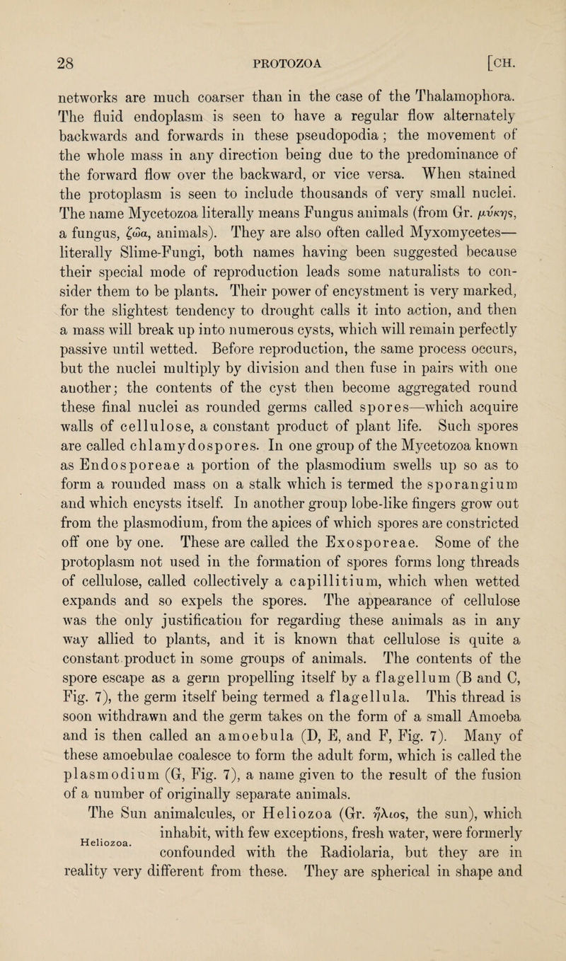 networks are much coarser than in the case of the Thalamophora. The fluid endoplasm is seen to have a regular flow alternately backwards and forwards in these pseudopodia ; the movement of the whole mass in any direction being due to the predominance of the forward flow over the backward, or vice versa. When stained the protoplasm is seen to include thousands of very small nuclei. The name Mycetozoa literally means Fungus animals (from Gr. /avk175, a fungus, £wa, animals). They are also often called Myxomycetes— literally Slime-Fungi, both names having been suggested because their special mode of reproduction leads some naturalists to con¬ sider them to be plants. Their power of encystment is very marked, for the slightest tendency to drought calls it into action, and then a mass will break up into numerous cysts, which will remain perfectly passive until wetted. Before reproduction, the same process occurs, but the nuclei multiply by division and then fuse in pairs with one another; the contents of the cyst then become aggregated round these final nuclei as rounded germs called spores—-which acquire walls of cellulose, a constant product of plant life. Such spores are called ehlamydospores. In one group of the Mycetozoa known asEndosporeae a portion of the plasmodium swells up so as to form a rounded mass on a stalk which is termed the sporangium and which encysts itself. In another group lobe-like fingers grow out from the plasmodium, from the apices of which spores are constricted off one by one. These are called the Exosporeae. Some of the protoplasm not used in the formation of spores forms long threads of cellulose, called collectively a capillitium, which when wetted expands and so expels the spores. The appearance of cellulose was the only justification for regarding these animals as in any way allied to plants, and it is known that cellulose is quite a constant product in some groups of animals. The contents of the spore escape as a germ propelling itself by a flagellum (B and C, Fig. 7), the germ itself being termed a flagellula. This thread is soon withdrawn and the germ takes on the form of a small Amoeba and is then called an amoebula (D, E, and F, Fig. 7). Many of these amoebulae coalesce to form the adult form, which is called the plasmodium (G, Fig. 7), a name given to the result of the fusion of a number of originally separate animals. The Sun animalcules, or Heliozoa (Gr. 17X105, the sun), which H r inhabit, with few exceptions, fresh wrater, were formerly confounded with the Radiolaria, but they are in reality very different from these. They are spherical in shape and