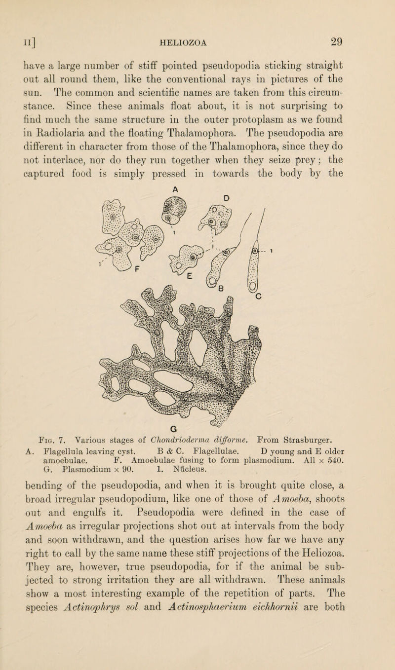 have a large number of stiff pointed pseudopodia sticking straight out all round them, like the conventional rays in pictures of the sun. The common and scientific names are taken from this circum¬ stance. Since these animals float about, it is not surprising to find much the same structure in the outer protoplasm as we found in Radiolaria and the floating Thalamophora. The pseudopodia are different in character from those of the Thalamophora, since they do not interlace, nor do they run together when they seize prey; the captured food is simply pressed in towards the body by the A Fig. 7. Various stages of Cliondrioderma difforme. From Strasburger. A. Flagellula leaving cyst. B & C. Flagellulae. D young and E older amoebulae. F. Amoebulae fusing to form plasmodium. All x 540. G. Plasmodium x 90. 1. Nucleus. bending of the pseudopodia, and when it is brought quite close, a broad irregular pseudopodium, like one of those of Amoeba, shoots out and engulfs it. Pseudopodia were defined in the case of Amoeba as irregular projections shot out at intervals from the body and soon withdrawn, and the question arises how far we have any right to call by the same name these stiff projections of the Heliozoa. They are, however, true pseudopodia, for if the animal be sub¬ jected to strong irritation they are all withdrawn. These animals show a most interesting example of the repetition of parts. The species Actinophrys sol and Actinosphaerium eichhornii are both