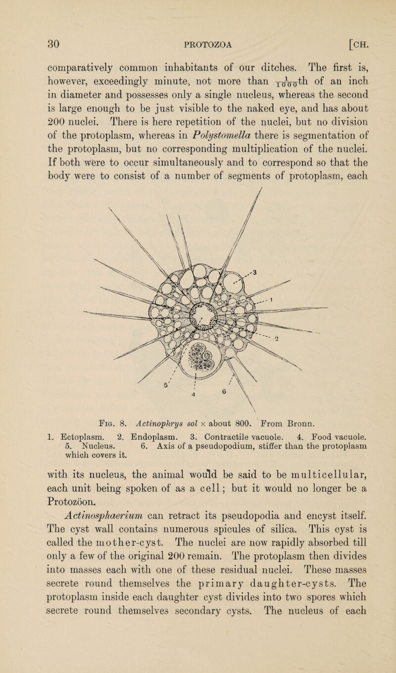 comparatively common inhabitants of our ditches. The first is, however, exceedingly minute, not more than ToVofh °f an inch in diameter and possesses only a single nucleus, whereas the second is large enough to be just visible to the naked eye, and has about 200 nuclei. There is here repetition of the nuclei, but no division of the protoplasm, whereas in Polystomella there is segmentation of the protoplasm, but no corresponding multiplication of the nuclei. If both were to occur simultaneously and to correspond so that the body were to consist of a number of segments of protoplasm, each Fig. 8. Actinoplirys sol x about 800. From Broun. 1. Ectoplasm. 2. Endoplasm. 3. Contractile vacuole. 4. Food vacuole. 5. Nucleus. 6. Axis of a pseudopodium, stiffer than the protoplasm which covers it. with its nucleus, the animal would be said to be multicellular, each unit being spoken of as a cell; but it would no longer be a Protozoon. Actinospkaerium can retract its pseudopodia and encyst itself. The cyst wall contains numerous spicules of silica. This cyst is called the mother-cyst. The nuclei are now rapidly absorbed till only a few of the original 200 remain. The protoplasm then divides into masses each with one of these residual nuclei. These masses secrete round themselves the primary daughter-cysts. The protoplasm inside each daughter cyst divides into two spores which secrete round themselves secondary cysts. The nucleus of each