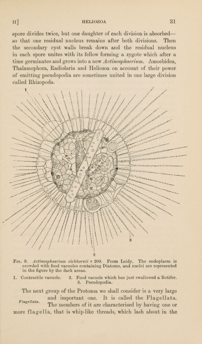 spore divides twice, but one daughter of eacli division is absorbed— so that one residual nucleus remains after both divisions. Then the secondary cyst walls break down and the residual nucleus in each spore unites with its fellow forming a zygote which after a time germinates and grows into a new Actinosphaerium. Amoebidea, Thalamophora, Kadiolaria and Heliozoa on account of their power of emitting pseudopodia are sometimes united in one large division called Rhizopoda. 2 Fig. 9. Actinosphaerium eicliliornii x 200. From Leidy. The endoplasm is crowded with food vacuoles containing Diatoms, and nuclei are represented in the figure by the dark areas. 1. Contractile vacuole. 2. Food vacuole which has just swallowed a Rotifer. 3. Pseudopodia. The next group of the Protozoa we shall consider is a very large and important one. It is called the Flagellata. Flagellata. a m # The members of it are characterised by having one or more flagella, that is whip-like threads, which lash about in the