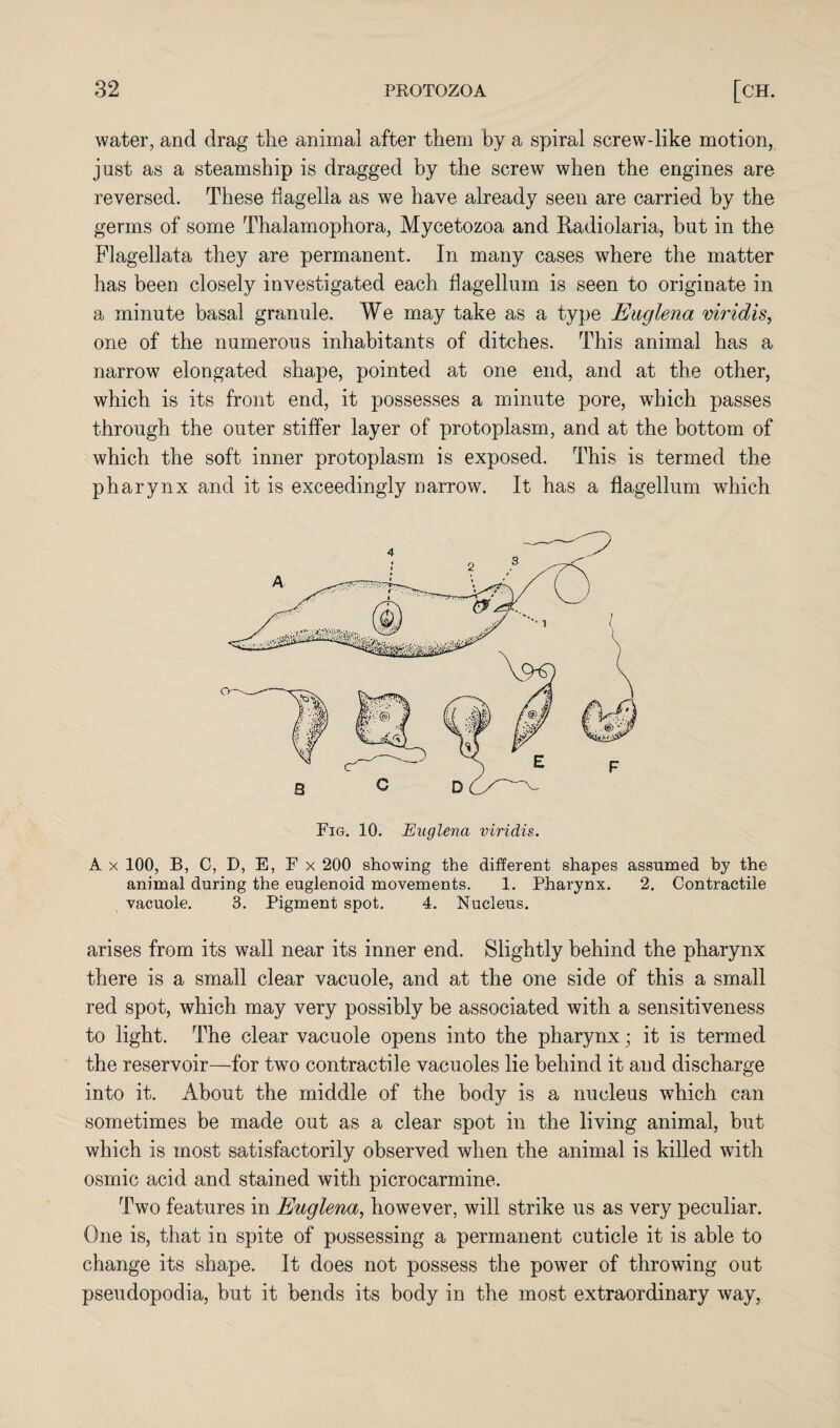 water, and drag the animal after them by a spiral screw-like motion, just as a steamship is dragged by the screw when the engines are reversed. These flagella as we have already seen are carried by the germs of some Thalamophora, Mycetozoa and Radiolaria, but in the Flagellata they are permanent. In many cases where the matter has been closely investigated each flagellum is seen to originate in a minute basal granule. We may take as a type Euglena viridis, one of the numerous inhabitants of ditches. This animal has a narrow elongated shape, pointed at one end, and at the other, which is its front end, it possesses a minute pore, which passes through the outer stiffer layer of protoplasm, and at the bottom of which the soft inner protoplasm is exposed. This is termed the pharynx and it is exceedingly narrow. It has a flagellum which Fig. 10. Euglena viridis. A x 100, B, C, D, E, F x 200 showing the different shapes assumed by the animal during the euglenoid movements. 1. Pharynx. 2. Contractile vacuole. 3. Pigment spot. 4. Nucleus. arises from its wall near its inner end. Slightly behind the pharynx there is a small clear vacuole, and at the one side of this a small red spot, which may very possibly be associated with a sensitiveness to light. The clear vacuole opens into the pharynx; it is termed the reservoir—for two contractile vacuoles lie behind it and discharge into it. About the middle of the body is a nucleus which can sometimes be made out as a clear spot in the living animal, but which is most satisfactorily observed when the animal is killed with osmic acid and stained with picrocarmine. Two features in Euglena, however, will strike us as very peculiar. One is, that in spite of possessing a permanent cuticle it is able to change its shape. It does not possess the power of throwing out pseudopodia, but it bends its body in the most extraordinary way,