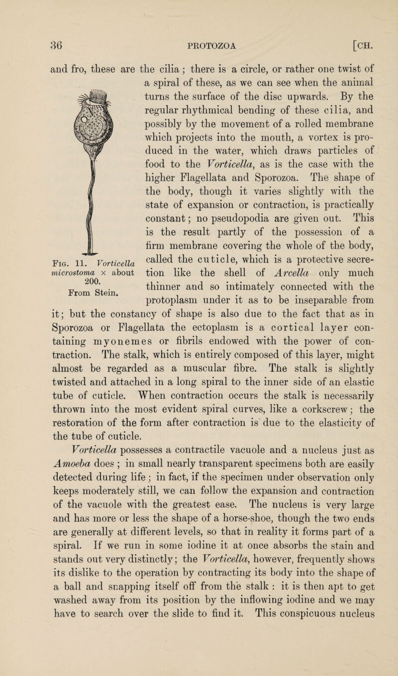 Fig. 11. Vorticella microstoma x about ‘200. From Stein. and fro, these are the cilia ; there is a circle, or rather one twist of a spiral of these, as we can see when the animal turns the surface of the disc upwards. By the regular rhythmical bending of these cilia, and possibly by the movement of a robed membrane which projects into the mouth, a vortex is pro¬ duced in the water, which draws particles of food to the Vorticella, as is the case with the higher Flagellata and Sporozoa. The shape of the body, though it varies slightly with the state of expansion or contraction, is practically constant; no pseudopodia are given out. This is the result partly of the possession of a firm membrane covering the whole of the body, called the cuticle, which is a protective secre¬ tion like the shell of Arcella only much thinner and so intimately connected with the protoplasm under it as to be inseparable from it; but the constancy of shape is also due to the fact that as in Sporozoa or Flagellata the ectoplasm is a cortical layer con¬ taining myonemes or fibrils endowed with the power of con¬ traction. The stalk, which is entirely composed of this layer, might almost be regarded as a muscular fibre. The stalk is slightly twisted and attached in a long spiral to the inner side of an elastic tube of cuticle. When contraction occurs the stalk is necessarily thrown into the most evident spiral curves, like a corkscrew; the restoration of the form after contraction is due to the elasticity of the tube of cuticle. Vorticella possesses a contractile vacuole and a nucleus just as Amoeba does ; in small nearly transparent specimens both are easily detected during life; in fact, if the specimen under observation only keeps moderately still, we can follow the expansion and contraction of the vacuole with the greatest ease. The nucleus is very large and has more or less the shape of a horse-shoe, though the two ends are generally at different levels, so that in reality it forms part of a spiral. If we run in some iodine it at once absorbs the stain and stands out very distinctly; the Vorticella, however, frequently shows its dislike to the operation by contracting its body into the shape of a ball and snapping itself off from the stalk : it is then apt to get washed away from its position by the inflowing iodine and we may have to search over the slide to find it. This conspicuous nucleus