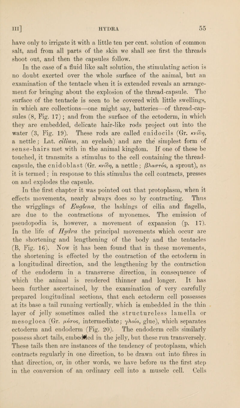 have only to irrigate it with a little ten per cent, solution of common salt, and from all parts of the skin we shall see first the threads shoot out, and then the capsules follow. In the case of a fluid like salt solution, the stimulating action is no doubt exerted over the whole surface of the animal, but an examination of the tentacle when it is extended reveals an arrange¬ ment for bringing about the explosion of the thread-capsule. The surface of the tentacle is seen to be covered with little swellings, in which are collections—one might say, batteries—of thread-cap¬ sules (8, Fig. 17); and from the surface of the ectoderm, in which they are embedded, delicate hair-like rods project out into the water (3, Fig. 19). These rods are called cniclocils (Gr. kv&t], a nettle; Lat. cilium, an eyelash) and are the simplest form of sense-hairs met with in the animal kingdom. If one of these be touched, it transmits a stimulus to the cell containing the thread- capsule, the cnidoblast (Gr. kvlSt), a nettle; ^Xao-To?, a sprout), as it is termed; in response to this stimulus the cell contracts, presses on and explodes the capsule. In the first chapter it was pointed out that protoplasm, when it effects movements, nearly always does so by contracting. Thus the wrigglings of Euglena, the lashings of cilia and flagella, are due to the contractions of myonemes. The emission of pseudopodia is, however, a movement of expansion (p. 17). In the life of Hydra the principal movements which occur are the shortening and lengthening of the body and the tentacles (B, Fig. 16). Now it has been found that in these movements, the shortening is effected by the contraction of the ectoderm in a longitudinal direction, and the lengthening by the contraction of the endoderm in a transverse direction, in consequence of which the animal is rendered thinner and longer. It has been further ascertained, by the examination of very carefully prepared longitudinal sections, that each ectoderm cell possesses at its base a tail running vertically, which is embedded in the thin layer of jelly sometimes called the structureless lamella or mesogloea (Gr. /xecros, intermediate; yWa, glue), which separates ectoderm and endoderm (Fig. 20). The endoderm cells similarly possess short tails, embecMed in the jelly, but these run transversely. These tails then are instances of the tendency of protoplasm, which contracts regularly in one direction, to be drawn out into fibres in that direction, or, in other words, we have before us the first step in the conversion of an ordinary cell into a muscle cell. Cells