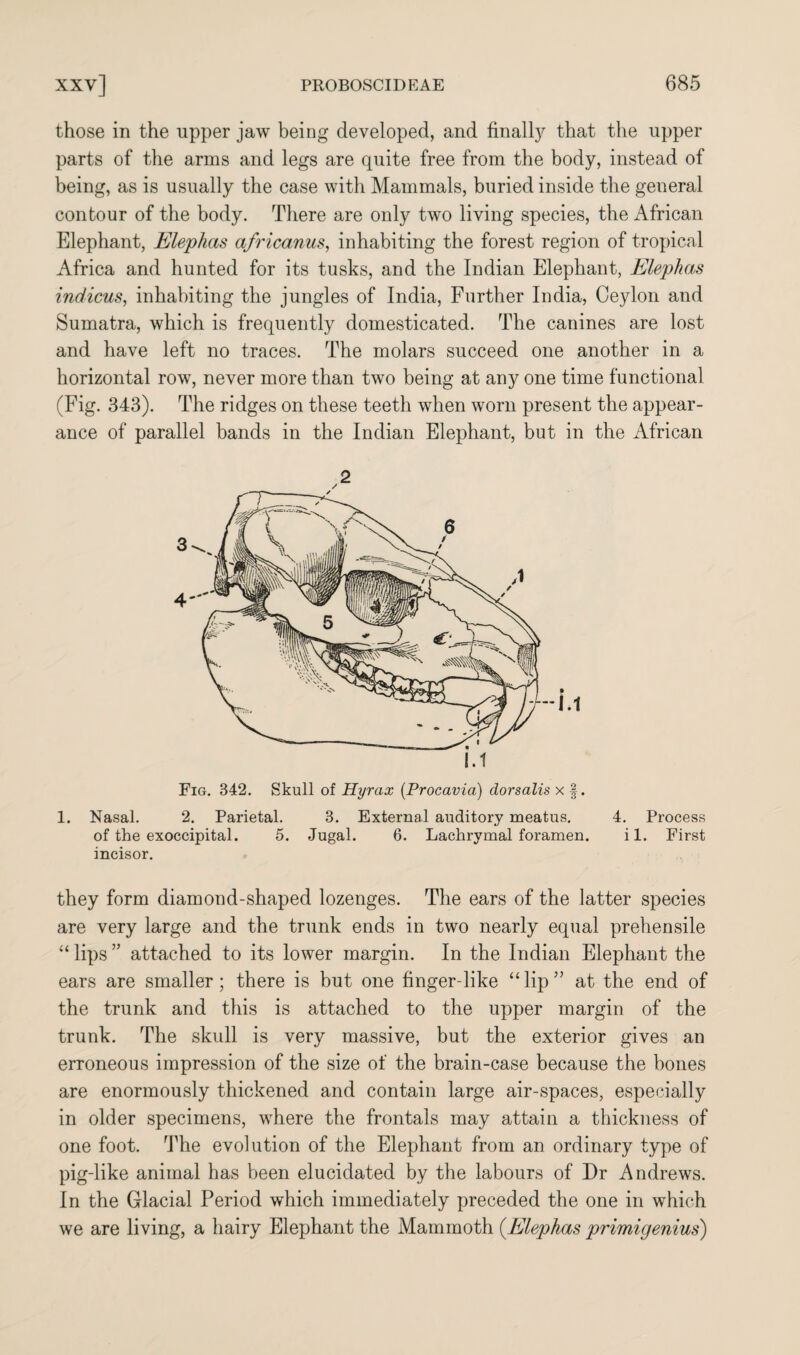 those in the upper jaw being developed, and finalty that the upper parts of the arms and legs are quite free from the body, instead of being, as is usually the case with Mammals, buried inside the general contour of the body. There are only two living species, the African Elephant, Elephas africanus, inhabiting the forest region of tropical Africa and hunted for its tusks, and the Indian Elephant, Elephas indicus, inhabiting the jungles of India, Further India, Ceylon and Sumatra, which is frequently domesticated. The canines are lost and have left no traces. The molars succeed one another in a horizontal row, never more than two being at any one time functional (Fig. 343). The ridges on these teeth when worn present the appear¬ ance of parallel bands in the Indian Elephant, but in the African Fig. 342. Skull of Hyrax (Procavia) dorsalis x f. 1. Nasal. 2. Parietal. 3. External auditory meatus. 4. Process of the exoccipital. 5. Jugal. 6. Lachrymal foramen. i 1. First incisor. they form diamond-shaped lozenges. The ears of the latter species are very large and the trunk ends in two nearly equal prehensile “ lips ” attached to its lower margin. In the Indian Elephant the ears are smaller; there is but one finger-like “lip” at the end of the trunk and this is attached to the upper margin of the trunk. The skull is very massive, but the exterior gives an erroneous impression of the size of the brain-case because the bones are enormously thickened and contain large air-spaces, especially in older specimens, where the frontals may attain a thickness of one foot. The evolution of the Elephant from an ordinary type of pig-like animal has been elucidated by the labours of Dr Andrews. In the Glacial Period which immediately preceded the one in which we are living, a hairy Elephant the Mammoth (.Elephas primigenius)