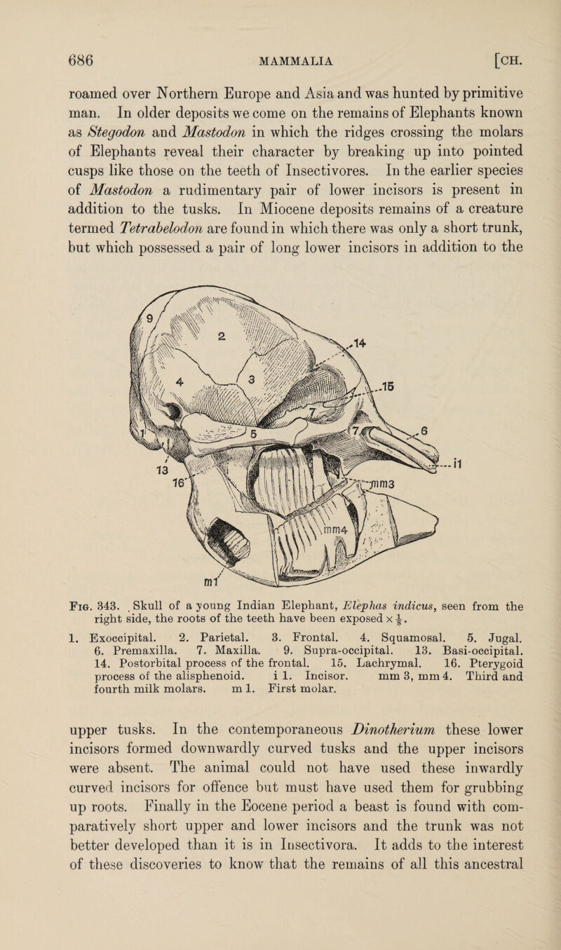 roamed over Northern Europe and Asia and was hunted by primitive man. In older deposits we come on the remains of Elephants known as Stegodon and Mastodon in which the ridges crossing the molars of Elephants reveal their character by breaking up into pointed cusps like those on the teeth of Insectivores. In the earlier species of Mastodon a rudimentary pair of lower incisors is present in addition to the tusks. In Miocene deposits remains of a creature termed Tetrabelodon are found in which there was only a short trunk, but which possessed a pair of long lower incisors in addition to the Fig. B43. , Skull of a young Indian Elephant, Elephas indicus, seen from the right side, the roots of the teeth have been exposed x 1. Exoccipital. 2. Parietal. 3. Frontal. 4. Squamosal. 5. Jugal. 6. Premaxilla. 7. Maxilla. 9. Supra-occipital. 13. Basi-occipital. 14. Postorbital process of the frontal. 15. Lachrymal. 16. Pterygoid process of the alisphenoid. i 1. Incisor. mm 3, mm 4. Third and fourth milk molars. m 1. First molar. upper tusks. In the contemporaneous Dinotherium these lower incisors formed downwardly curved tusks and the upper incisors were absent. The animal could not have used these inwardly curved incisors for offence but must have used them for grubbing up roots. Finally in the Eocene period a beast is found with com¬ paratively short upper and lower incisors and the trunk was not better developed than it is in Insectivora. It adds to the interest of these discoveries to know that the remains of all this ancestral