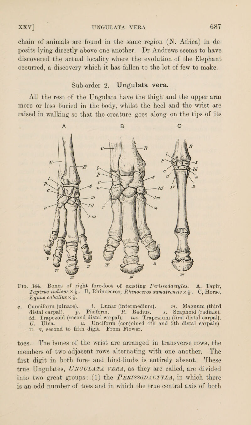 chain of animals are found in the same region (N. Africa) in de¬ posits lying directly above one another. Dr Andrews seems to have discovered the actual locality where the evolution of the Elephant occurred, a discovery which it has fallen to the lot of few to make. Sub-order 2. Ungulata vera. All the rest of the Ungulata have the thigh and the upper arm more or less buried in the body, whilst the heel and the wrist are raised in walking so that the creature goes along on the tips of its ABC Fig. 344. Bones of right fore-foot of existing Perissodactyles. A, Tapir, Tapirus indicus x ^. B, Rhinoceros, Rhinoceros sumatrensis x A . C, Horse, Equus caballus x c. Cuneiform (ulnare). 1. Lunar (intermedium). m. Magnum (third distal carpal). p. Pisiform. R. Radius. s. Scaphoid (radiale). td. Trapezoid (second distal carpal). tm. Trapezium (first distal carpal). U. Ulna. u. Unciform (conjoined 4th and 5th distal carpals). ii—y, second to fifth digit. From Flower. toes. The bones of the wrist are arranged in transverse rows, the members of two adjacent rows alternating with one another. The first digit in both fore- and hind-limbs is entirely absent. These true Ungulates, Ungulata vera, as they are called, are divided into two great groups: (1) the Perissodactyla, in which there is an odd number of toes and in which the true central axis of both