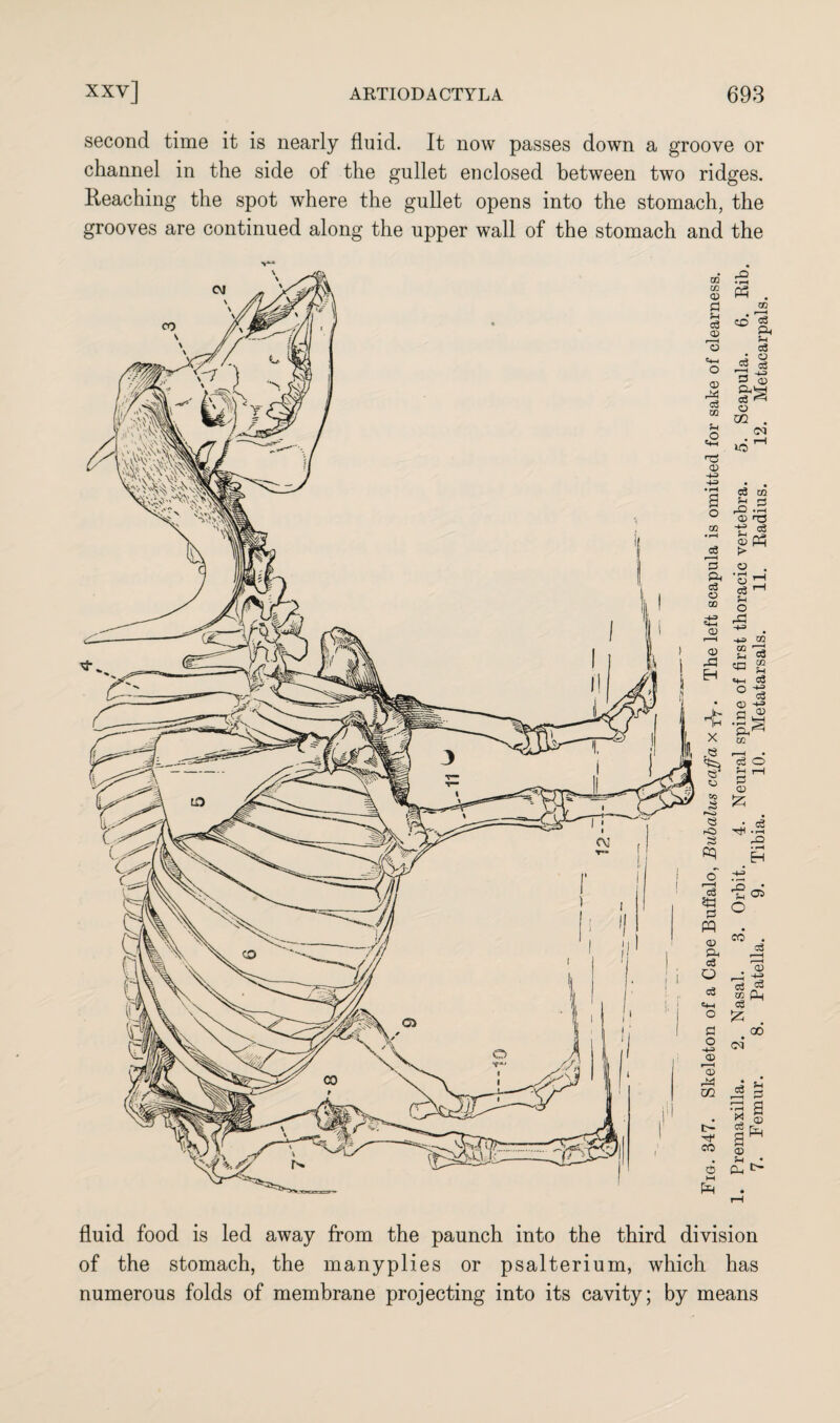 second time it is nearly fluid. It now passes down a groove or channel in the side of the gullet enclosed between two ridges. Reaching the spot where the gullet opens into the stomach, the grooves are continued along the upper wall of the stomach and the fluid food is led away from the paunch into the third division of the stomach, the manyplies or psalterium, which has numerous folds of membrane projecting into its cavity; by means