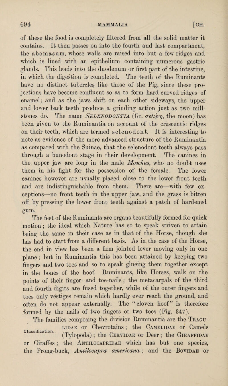 of these the food is completely filtered from all the solid matter it contains. It then passes on into the fourth and last compartment, the abomasum, whose walls are raised into but a few ridges and which is lined with an epithelium containing numerous gastric glands. This leads into the duodenum or first part of the intestine, in which the digestion is completed. The teeth of the Ruminants have no distinct tubercle^ like those of the Pig, since these pro¬ jections have become confluent so as to form hard curved ridges of enamel; and as the jaws shift on each other sideways, the upper and lower back teeth produce a grinding action just as two mill¬ stones do. The name Selenodontia (Gr. aeXrjvr], the moon) has been given to the Ruminantia on account of the crescentic ridges on their teeth, which are termed selenodont. It is interesting to note as evidence of the more advanced structure of the Ruminantia as compared with the Suinae, that the selenodont teeth always pass through a bunodont stage in their development. The canines in the upper jaw are long in the male Moschus, who no doubt uses them in his fight for the possession of the female. The lower canines however are usually placed close to the lower front teeth and are indistinguishable from them. There are—with few ex¬ ceptions—no front teeth in the upper jaw, and the grass is bitten off by pressing the lower front teeth against a patch of hardened gum. The feet of the Ruminants are organs beautifully formed for quick motion; the ideal which Nature has so to speak striven to attain being the same in their case as in that of the Horse, though she has had to start from a different basis. As in the case of the Horse, the end in view has been a firm jointed lever moving only in one plane; but in Ruminantia this has been attained by keeping two fingers and two toes and so to speak glueing them together except in the bones of the hoof. Ruminants, like Horses, walk on the points of their finger- and toe-nails; the metacarpals of the third and fourth digits are fused together, while of the outer fingers and toes only vestiges remain which hardly ever reach the ground, and often do not appear externally. The “ cloven hoof” is therefore formed by the nails of two fingers or two toes (Fig. 347). The families composing the division Ruminantia are the Tragu- lidae or Chevrotains; the Camelidae or Camels classification. (qy[0p0(ja) . the Qervidae or Deer; the Giraffidae or Giraffes; the Antilocapridae which has but one species, the Prong-buck, Antilocapra americana; and the Bovidae or