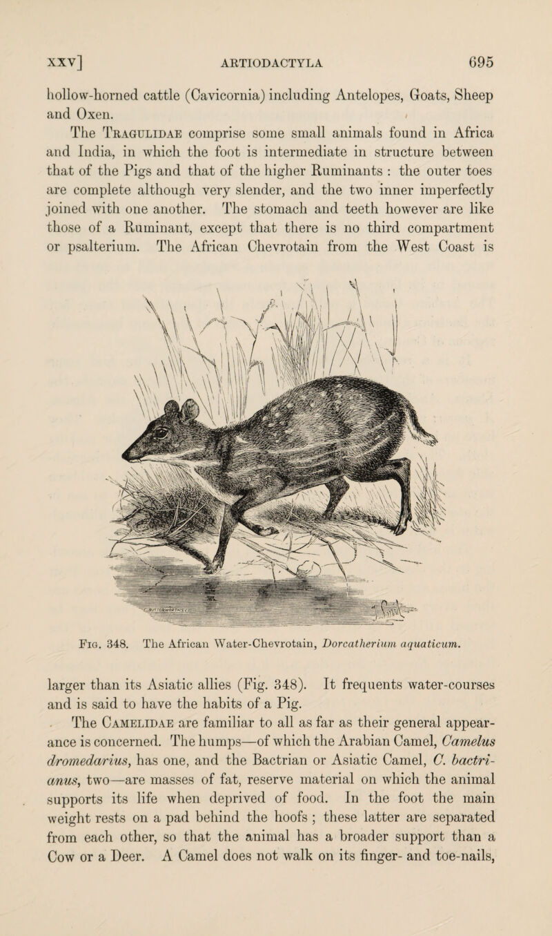 hollow-honied cattle (Cavicornia) including Antelopes, Goats, Sheep and Oxen. / The Tragulidae comprise some small animals found in Africa and India, in which the foot is intermediate in structure between that of the Figs and that of the higher Ruminants : the outer toes are complete although very slender, and the two inner imperfectly joined with one another. The stomach and teeth however are like those of a Ruminant, except that there is no third compartment or psalterium. The African Chevrotain from the West Coast is Fig. 348. The African Water-Chevrotain, Dorcatherium aquaticum. larger than its Asiatic allies (Fig. 348). It frequents water-courses and is said to have the habits of a Pig. The Camelidae are familiar to all as far as their general appear¬ ance is concerned. The humps—of which the Arabian Camel, Camelus dromedarius, has one, and the Bactrian or Asiatic Camel, C. bactri- anus, two—are masses of fat, reserve material on which the animal supports its life when deprived of food. In the foot the main weight rests on a pad behind the hoofs ; these latter are separated from each other, so that the animal has a broader support than a Cow or a Deer. A Camel does not walk on its finger- and toe-nails,