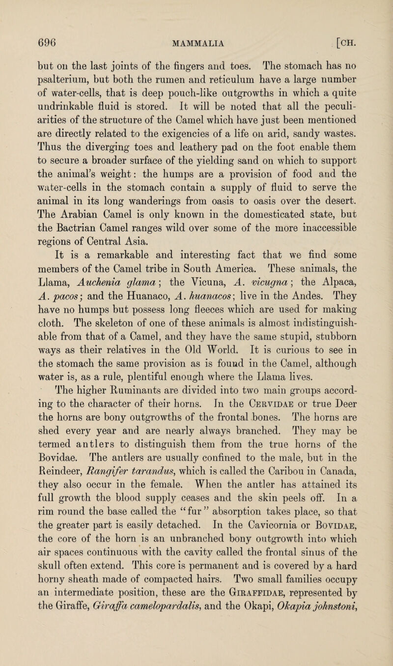 but on the last joints of the lingers and toes. The stomach has no psalterium, but both the rumen and reticulum have a large number of water-cells, that is deep pouch-like outgrowths in which a quite undrinkable fluid is stored. It will be noted that all the peculi¬ arities of the structure of the Camel which have just been mentioned are directly related to the exigencies of a life on arid, sandy wastes. Thus the diverging toes and leathery pad on the foot enable them to secure a broader surface of the yielding sand on which to support the animal’s weight: the humps are a provision of food and the water-cells in the stomach contain a supply of fluid to serve the animal in its long wanderings from oasis to oasis over the desert. The Arabian Camel is only known in the domesticated state, but the Bactrian Camel ranges wild over some of the more inaccessible regions of Central Asia. It is a remarkable and interesting fact that we find some members of the Camel tribe in South America. These animals, the Llama, Auchenia glama; the Vicuna, A. vicugna; the Alpaca, A. pacos; and the Huanaco, A. huanacos\ live in the Andes. They have no humps but possess long fleeces which are used for making cloth. The skeleton of one of these animals is almost indistinguish¬ able from that of a Camel, and they have the same stupid, stubborn ways as their relatives in the Old World. It is curious to see in the stomach the same provision as is found in the Camel, although water is, as a rule, plentiful enough where the Llama lives. The higher Iluminants are divided into two main groups accord¬ ing to the character of their horns. In the Cervidae or true Leer the horns are bony outgrowths of the frontal bones. The horns are shed every year and are nearly always branched. They may be termed antlers to distinguish them from the true horns of the Bovidae. The antlers are usually confined to the male, but in the Reindeer, Rangifer tarandus, which is called the Caribou in Canada, they also occur in the female. When the antler has attained its full growth the blood supply ceases and the skin peels off. In a rim round the base called the “fur” absorption takes place, so that the greater part is easily detached. In the Cavicornia or Bovidae, the core of the horn is an unbranched bony outgrowth into which air spaces continuous with the cavity called the frontal sinus of the skull often extend. This core is permanent and is covered by a hard horny sheath made of compacted hairs. Two small families occupy an intermediate position, these are the Giraffidae, represented by the Giraffe, Giraffa Camelopardalis, and the Okapi, Okapia johnstoni,