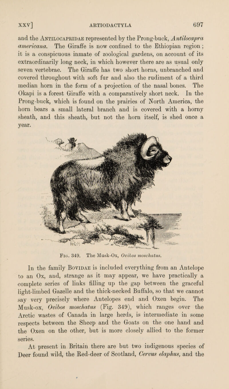 and the Antilocapridae represented by the Prong-buck, Antilocapra americana. The Giraffe is now confined to the Ethiopian region ; it is a conspicuous inmate of zoological gardens, on account of its extraordinarily long neck, in which however there are as usual only seven vertebrae. The Giraffe has two short horns, unbranched and covered throughout with soft fur and also the rudiment of a third median horn in the form of a projection of the nasal bones. The Okapi is a forest Giraffe with a comparatively short neck. In the Prong-buck, which is found on the prairies of North America, the horn bears a small lateral branch and is covered with a horny sheath, and this sheath, but not the horn itself, is shed once a year. Fig. 349. The Musk-Ox, Ovibos moschatus. In the family Bovidae is included everything from an Antelope to an Ox, and, strange as it may appear, we have practically a complete series of links filling up the gap between the graceful light-limbed Gazelle and the thick-necked Buffalo, so that we cannot say very precisely where Antelopes end and Oxen begin. The Musk-ox, Ovibos moschatus (Fig. 349), which ranges over the Arctic wastes of Canada in large herds, is intermediate in some respects between the Sheep and the Goats on the one hand and the Oxen on the other, but is more closely allied to the former series. At present in Britain there are but two indigenous species of Deer found wild, the Bed-deer of Scotland, Cervus elaphus, and the