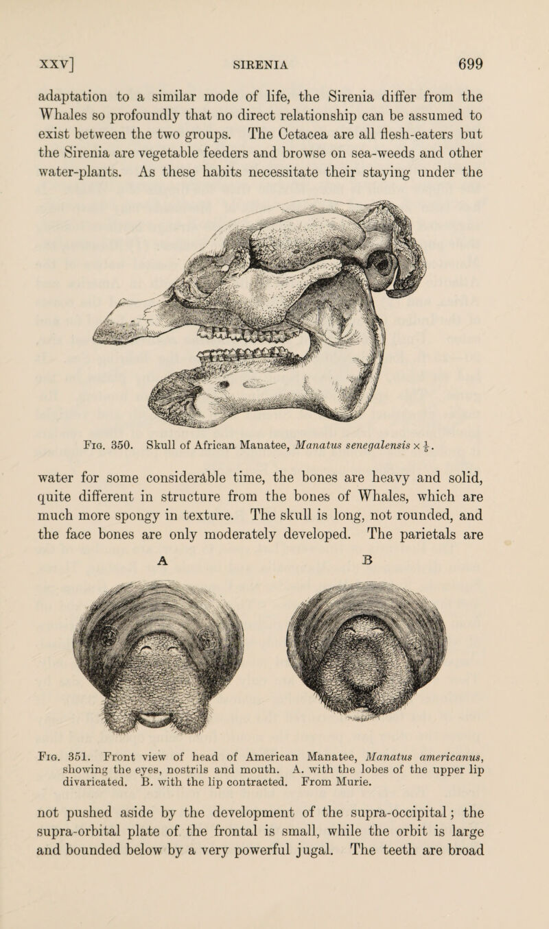 adaptation to a similar mode of life, the Sirenia differ from the Whales so profoundly that no direct relationship can be assumed to exist between the two groups. The Cetacea are all flesh-eaters but the Sirenia are vegetable feeders and browse on sea-weeds and other water-plants. As these habits necessitate their staying under the water for some considerable time, the bones are heavy and solid, quite different in structure from the bones of Whales, which are much more spongy in texture. The skull is long, not rounded, and the face bones are only moderately developed. The parietals are A B Fig. 351. Front view of head of American Manatee, Manatus americanus, showing the eyes, nostrils and mouth. A. with the lobes of the upper lip divaricated. B. with the lip contracted. From Murie. not pushed aside by the development of the supra-occipital; the supra-orbital plate of the frontal is small, while the orbit is large and bounded below by a very powerful jugal. The teeth are broad