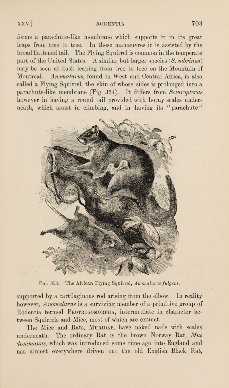 forms a parachute-like membrane which supports it in its great leaps from tree to tree. In these manoeuvres it is assisted by the broad flattened tail. The Flying Squirrel is common in the temperate part of the United States. A similar but larger species ($. sabrinus) may be seen at dusk leaping from tree to tree on the Mountain of Montreal. Anomalurus, found in West and Central Africa, is also called a Flying Squirrel, the skin of whose sides is prolonged into a parachute-like membrane (Fig. 354). It differs from Sciuropterus however in having a round tail provided with horny scales under¬ neath, which assist in climbing, and in having its “parachute” Fig. 354. The African Flying Squirrel, Anomalurus fulgens. supported by a cartilaginous rod arising from the elbow. In reality however, Anomalurus is a surviving member of a primitive group of Rodentia termed Protrogomorpha, intermediate in character be¬ tween Squirrels and Mice, most of which are extinct. The Mice and Rats, Muridae, have naked nails with scales underneath. The ordinary Rat is the brown Norway Rat, Mus decumanus, which was introduced some time ago into England and nas almost everywhere driven out the old English Black Rat,