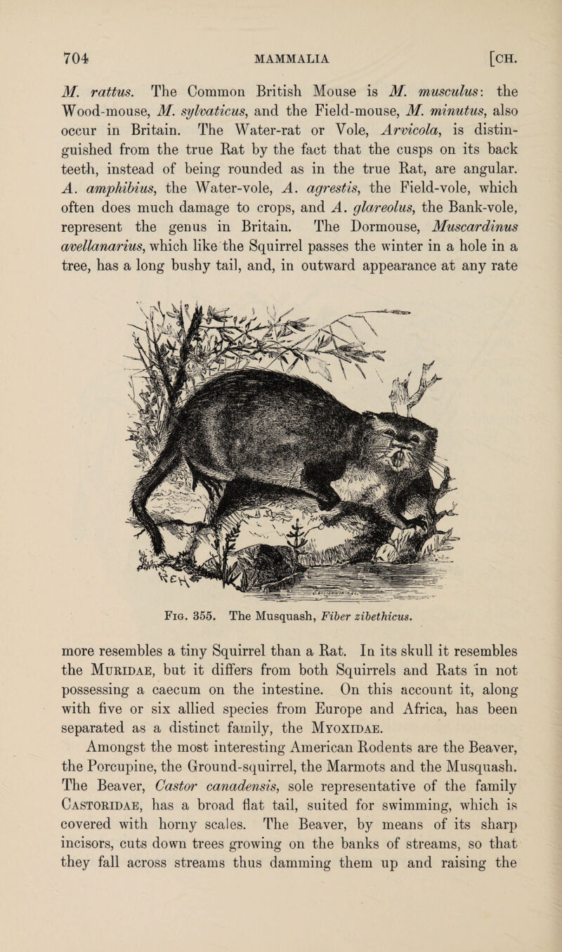 M. rattus. The Common British Mouse is M. musculus: the Wood-mouse, M. sylvaticus, and the Field-mouse, M. minutus, also occur in Britain. The Water-rat or Vole, Arvicola, is distin¬ guished from the true Bat by the fact that the cusps on its back teeth, instead of being rounded as in the true Rat, are angular. A. amphibius, the Water-vole, A. agrestis, the Field-vole, which often does much damage to crops, and A. glareolus, the Bank-vole, represent the genus in Britain. The Dormouse, Muscardinus avellanarius, which like the Squirrel passes the winter in a hole in a tree, has a long bushy tail, and, in outward appearance at any rate Fig. 855. The Musquash, Fiber zibethicus. more resembles a tiny Squirrel than a Rat. In its skull it resembles the Muridae, but it differs from both Squirrels and Rats in not possessing a caecum on the intestine. On this account it, along with five or six allied species from Europe and Africa, has been separated as a distinct family, the Myoxidae. Amongst the most interesting American Rodents are the Beaver, the Porcupine, the Ground-squirrel, the Marmots and the Musquash. The Beaver, Castor canadensis, sole representative of the family Castoridae, has a broad flat tail, suited for swimming, which is covered with horny scales. The Beaver, by means of its sharp incisors, cuts down trees growing on the banks of streams, so that they fall across streams thus damming them up and raising the