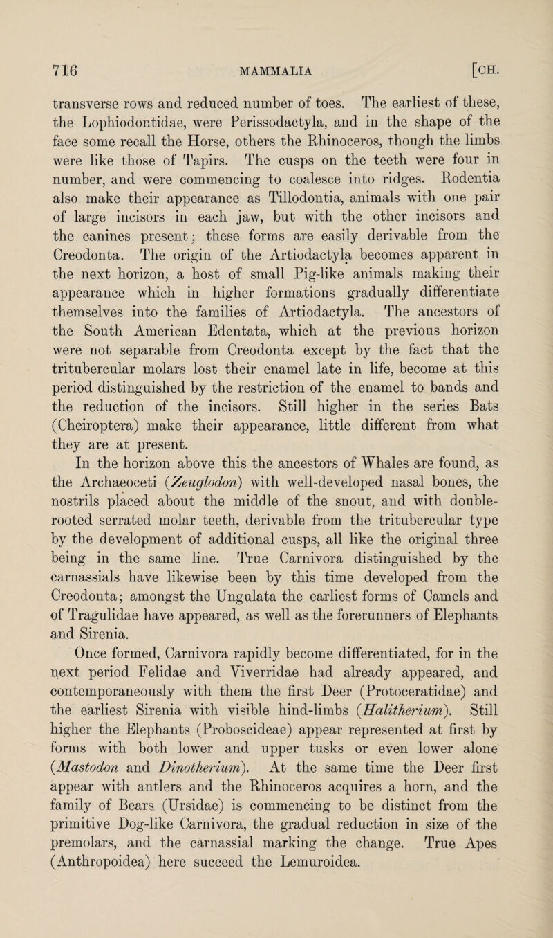 transverse rows and reduced number of toes. The earliest of these, the Lophiodontidae, were Perissodactyla, and in the shape of the face some recall the Horse, others the Rhinoceros, though the limbs were like those of Tapirs. The cusps on the teeth were four in number, and were commencing to coalesce into ridges. Rodentia also make their appearance as Tillodontia, animals with one pair of large incisors in each jaw, but with the other incisors and the canines present; these forms are easily derivable from the Creodonta. The origin of the Artiodactyla becomes apparent in the next horizon, a host of small Pig-like animals making their appearance which in higher formations gradually differentiate themselves into the families of Artiodactyla. The ancestors of the South American Edentata, which at the previous horizon were not separable from Creodonta except by the fact that the tritubercular molars lost their enamel late in life, become at this period distinguished by the restriction of the enamel to bands and the reduction of the incisors. Still higher in the series Bats (Cheiroptera) make their appearance, little different from what they are at present. In the horizon above this the ancestors of Whales are found, as the Archaeoceti (Zeuglodon) with well-developed nasal bones, the nostrils placed about the middle of the snout, and with double- rooted serrated molar teeth, derivable from the tritubercular type by the development of additional cusps, all like the original three being in the same line. True Carnivora distinguished by the carnassials have likewise been by this time developed from the Creodonta; amongst the Ungulata the earliest forms of Camels and of Tragulidae have appeared, as well as the forerunners of Elephants and Sirenia. Once formed, Carnivora rapidly become differentiated, for in the next period Felidae and Viverridae had already appeared, and contemporaneously with them the first Deer (Protoceratidae) and the earliest Sirenia with visible hind-limbs (Halitherium). Still higher the Elephants (Proboscideae) appear represented at first by forms with both lower and upper tusks or even lower alone {Mastodon and Dinotherium). At the same time the Deer first appear with antlers and the Rhinoceros acquires a horn, and the family of Bears (Ursidae) is commencing to be distinct from the primitive Dog-like Carnivora, the gradual reduction in size of the premolars, and the carnassial marking the change. True Apes (Anthropoidea) here succeed the Lemuroidea.