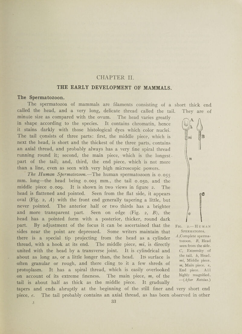 CHAPTER II. THE EARLY DEVELOPMENT OF MAMMALS. The Spermatozoon. The spermatozoa of mammals are filaments consisting of a short thick end called the head, and a very long, delicate thread called the tail. They are of minute size as compared with the ovum. The head varies greatly in shape according to the species. It contains chromatin, hence it stains darkly with those histological dyes which color nuclei. The tail consists of three parts: first, the middle piece, which is next the head, is short and the thickest of the three parts, contains an axial thread, and probably always has a very fine spiral thread running round it; second,- the main piece, which is the longest • part of the tail; and, third, the end piece, which is not more than a line, even as seen with very high microscopic powers. The Human Spermatozoon.—The human spermatozoon is 0.055 mm. long—the head being 0.005 mm., the tail 0.050, and the middle piece 0.009. R is shown in two views in figure 2. The head is flattened and pointed. Seen from the flat side, it appears oval (Fig. 2, A) with the front end generally tapering a little, but never pointed. The anterior half or two thirds has a brighter and more transparent part. Seen on edge (Fig. 2, B), the head has a pointed form with a posterior, thicker, round dark part. By adjustment of the focus it can be ascertained that the sides near the point are depressed. Some writers maintain that there is a special tip projecting from the head as a cylinder thread, with a hook at its end. The middle piece, mi, is directly united wfith the head by a transverse joint. It is cylindrical and about as long as, or a little longer than, the head. Its surface is often granular or rough, and there cling to it a few shreds of protoplasm. It has a spiral thread, which is easily overlooked on account of its extreme fineness. The main piece, m, of the tail is about half as thick as the middle piece. It gradually tapers and ends abruptly at the beginning of the still finer and very short end piece, e. The tail probably contains an axial thread, as has been observed in other * 33 1 ■ e I Fig. 2.— Human Spermatozoa. A,Complete sperma¬ tozoon. B, Head seen from the side. C, Extremity of the tail, h, Head. mi, Middle piece. m, Main piece, e, End piece. A11 highly magnified. —(After Retzius.)