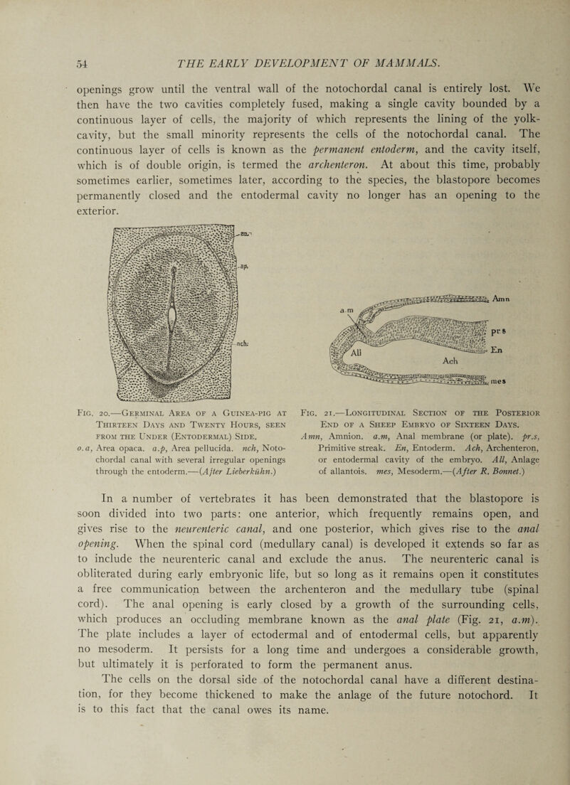 openings grow until the ventral wall of the notochordal canal is entirely lost. We then have the two cavities completely fused, making a single cavity bounded by a continuous layer of cells, the majority of which represents the lining of the yolk- cavity, but the small minority represents the cells of the notochordal canal. The continuous layer of cells is known as the permanent entoderm, and the cavity itself, which is of double origin, is termed the archenteron. At about this time, probably sometimes earlier, sometimes later, according to the species, the blastopore becomes permanently closed and the entodermal cavity no longer has an opening to the exterior. Fig. 20.—Germinal Area of a Guinea-pig at Thirteen Days and Twenty Hours, seen from the Under (Entodermal) Side. o. a, Area opaca. a.p, Area pellucida. nch, Noto¬ chordal canal with several irregular openings through the entoderm.—(After Lieberkiihn.) Fig. 2i.—Longitudinal Section of the Posterior End of a Sheep Embryo of Sixteen Days. Amn, Amnion, a.m, Anal membrane (or plate), pr.s, Primitive streak. En, Entoderm. Ach, Archenteron, or entodermal cavity of the embryo. All, Anlage of allantois, mes, Mesoderm.—(After R. Bonnet.) In a number of vertebrates it has been demonstrated that the blastopore is soon divided into two parts: one anterior, which frequently remains open, and gives rise to the neurenteric canal, and one posterior, which gives rise to the anal opening. When the spinal cord (medullary canal) is developed it extends so far as to include the neurenteric canal and exclude the anus. The neurenteric canal is obliterated during early embryonic life, but so long as it remains open it constitutes a free communication between the archenteron and the medullary tube (spinal cord). The anal opening is early closed by a growth of the surrounding cells, which produces an occluding membrane known as the anal plate (Fig. 21, a.m). The plate includes a layer of ectodermal and of entodermal cells, but apparently no mesoderm. It persists for a long time and undergoes a considerable growth, but ultimately it is perforated to form the permanent anus. The cells on the dorsal side of the notochordal canal have a different destina¬ tion, for they become thickened to make the anlage of the future notochord. It is to this fact that the canal owes its name.