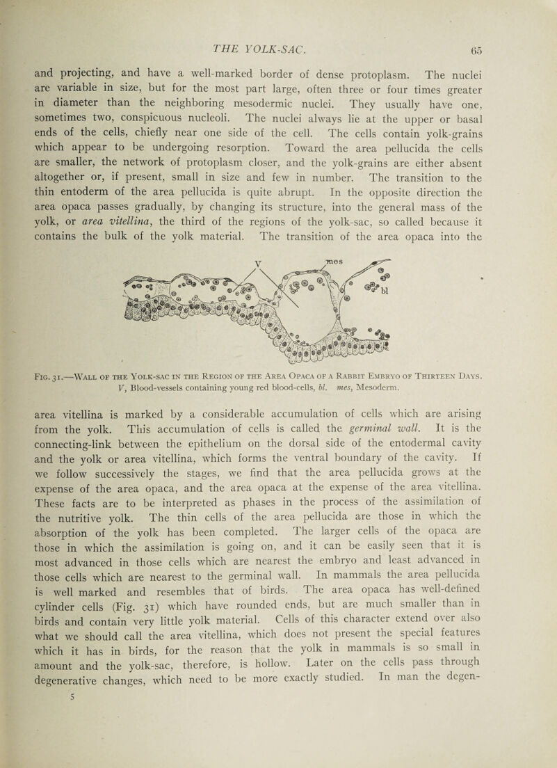 and projecting, and have a well-marked border of dense protoplasm. The nuclei are variable in size, but for the most part large, often three or four times greater in diameter than the neighboring mesodermic nuclei. They usually have one, sometimes two, conspicuous nucleoli. The nuclei always lie at the upper or basal ends of the cells, chiefly near one side of the cell. The cells contain yolk-grains which appear to be undergoing resorption. Toward the area pellucida the cells are smaller, the network of protoplasm closer, and the yolk-grains are either absent altogether or, if present, small in size and few in number. The transition to the thin entoderm of the area pellucida is quite abrupt. In the opposite direction the area opaca passes gradually, by changing its structure, into the general mass of the yolk, or area vitellina, the third of the regions of the yolk-sac, so called because it contains the bulk of the yolk material. The transition of the area opaca into the Fig. 31.—Wall of the Yolk-sac in the Region of the Area Opaca of a Rabbit Embryo of Thirteen Days. V, Blood-vessels containing young red blood-cells, hi. mes, Mesoderm. area vitellina is marked by a considerable accumulation of cells which are arising from the yolk. This accumulation of cells is called the germinal wall. It is the connecting-link between the epithelium on the dorsal side of the entodermal cavity and the yolk or area vitellina, which forms the ventral boundary of the cavity. If we follow successively the stages, we find that the area pellucida grows at the expense of the area opaca, and the area opaca at the expense of the area vitellina. These facts are to be interpreted as phases in the process of the assimilation of the nutritive yolk. The thin cells of the area pellucida are those in which the absorption of the yolk has been completed. I he larger cells of the opaca are those in which the assimilation is going on, and it can be easily seen that it is most advanced in those cells which are nearest the embryo and least advanced in those cells which are nearest to the germinal wall. In mammals the area pellucida is well marked and resembles that of birds. The area opaca has well-defined cylinder cells (Fig. 31) which have rounded ends, but are much smaller than in birds and contain very little yolk material. Cells of this character extend over also what we should call the area vitellina, which does not present the special features which it has in birds, for the reason that the yolk in mammals is so small in amount and the yolk-sac, therefore, is hollow. Later on the cells pass through degenerative changes, which need to be more exactly studied. In man the degcn- 5