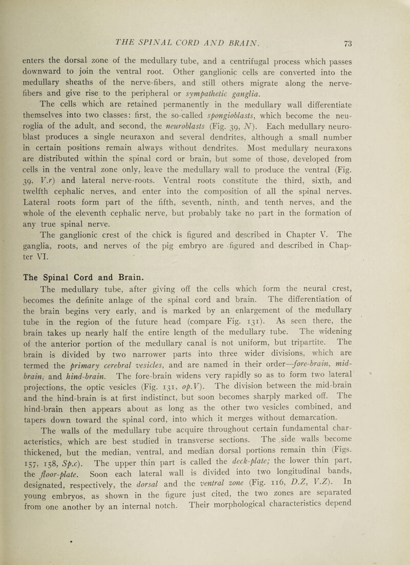 enters the dorsal zone of the medullary tube, and a centrifugal process which passes downward to join the ventral root. Other ganglionic cells are converted into the medullary sheaths of the nerve-fibers, and still others migrate along the nerve- libers and give rise to the peripheral or sympathetic ganglia. The cells which are retained permanently in the medullary wall differentiate themselves into two classes: first, the so-called spongioblasts, which become the neu¬ roglia of the adult, and second, the neuroblasts (Fig. 39, N). Each medullary neuro¬ blast produces a single neuraxon and several dendrites, although a small number in certain positions remain always without dendrites. Most medullary neuraxons are distributed within the spinal cord or brain, but some of those, developed from cells in the ventral zone only, leave the medullary wall to produce the ventral (Fig. 39, V.r) and lateral nerve-roots. Ventral roots constitute the third, sixth, and twelfth cephalic nerves, and enter into the composition of all the spinal nerves. Lateral roots form part of the fifth, seventh, ninth, and tenth nerves, and the whole of the eleventh cephalic nerve, but probably take no part in the formation of any true spinal nerve. The ganglionic crest of the chick is figured and described in Chapter V. The ganglia, roots, and nerves of the pig embryo are * figured and described in Chap¬ ter VI. The Spinal Cord and Brain. The medullary tube, after giving off the cells which form the neural crest, becomes the definite anlage of the spinal cord and brain. 1 he differentiation of the brain begins very early, and is marked by an enlargement of the medullary tube in the region of the future head (compare Fig. 131). As seen there, the brain takes up nearly half the entire length of the medullary tube. 1 he widening of the anterior portion of the medullary canal is not uniform, but tripartite. The brain is divided by two narrower parts into three wider divisions, which are termed the primary cerebral vesicles, and are named in their order ;fore-brain, mid¬ brain, and hind-brain. The fore-brain widens very rapidly so as to form two lateral projections, the optic vesicles (Fig. 131, op.V). The division between the mid-brain and the hind-brain is at first indistinct, but soon becomes sharply marked off. The hind-brain then appears about as long as the other two vesicles combined, and tapers down toward the spinal cord, into which it merges without demarcation. The walls of the medullary tube acquire throughout certain fundamental char¬ acteristics, which are best studied in transverse sections. The side walls become thickened, but the median, ventral, and median dorsal portions remain thin (Figs. 157, 158, Sp.c). The upper thin part is called the deck-plate; the lower thin part, the floor-plate. Soon each lateral wall is divided into two longitudinal bands, designated, respectively, the dorsal and the ventral zone (Fig. 116, D.Z, T .Z). In young embryos, as shown in the figure just cited, the two zones are separated from one another by an internal notch. Their morphological characteristics depend