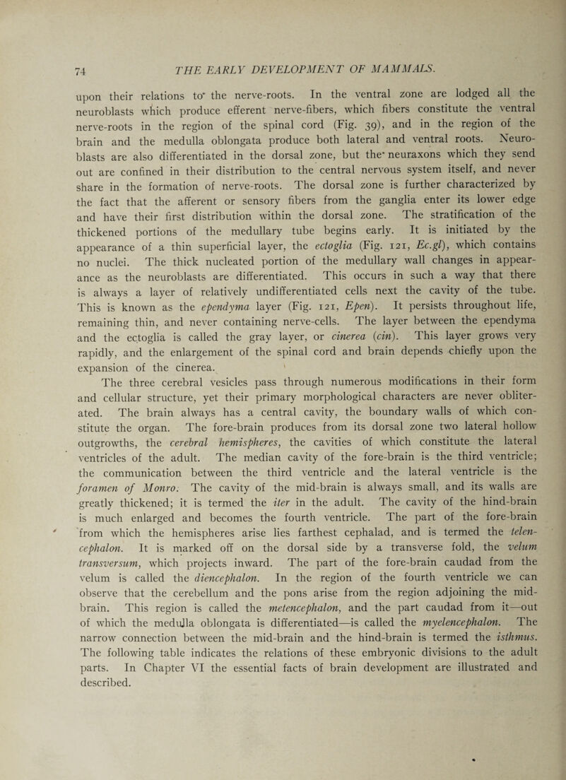 upon their relations to* the nerve-roots. In the ventral zone are lodged all the neuroblasts which produce efferent nerve-fibers, which fibers constitute the ventral nerve-roots in the region of the spinal cord (Fig. 39), and in the region of the brain and the medulla oblongata produce both lateral and ventral roots. Neuro¬ blasts are also differentiated in the dorsal zone, but the* neuraxons which they send out are confined in their distribution to the central nervous system itself, and never share in the formation of nerve-roots. The dorsal zone is further characterized by the fact that the afferent or sensory fibers from the ganglia enter its lower edge and have their first distribution within the dorsal zone. The stratification of the thickened portions of the medullary tube begins early. It is initiated by the appearance of a thin superficial layer, the ectoglia (Fig. 121, Ec.gl), which contains no nuclei. The thick nucleated portion of the medullary wall changes in appear¬ ance as the neuroblasts are differentiated. This occurs in such a way that there is always a layer of relatively undifferentiated cells next the cavity of the tube. This is known as the ependyma layer (Fig. 121, Epen). It persists throughout life, remaining thin, and never containing nerve-cells. The layer between the ependyma and the ectoglia is called the gray layer, or cinerea (cin). This layer grows very rapidly, and the enlargement of the spinal cord and brain depends chiefly upon the expansion of the cinerea. The three cerebral vesicles pass through numerous modifications in their form and cellular structure, yet their primary morphological characters are never obliter¬ ated. The brain always has a central cavity, the boundary walls of which con¬ stitute the organ. The fore-brain produces from its dorsal zone two lateral hollow outgrowths, the cerebral hemispheres, the cavities of which constitute the lateral ventricles of the adult. The median cavity of the fore-brain is the third ventricle; the communication between the third ventricle and the lateral ventricle is the foramen of Monro. The cavity of the mid-brain is always small, and its walls are greatly thickened; it is termed the iter in the adult. The cavity of the hind-brain is much enlarged and becomes the fourth ventricle. The part of the fore-brain from which the hemispheres arise lies farthest cephalad, and is termed the telen¬ cephalon. It is marked off on the dorsal side by a transverse fold, the velum transversum, which projects inward. The part of the fore-brain caudad from the velum is called the diencephalon. In the region of the fourth ventricle we can observe that the cerebellum and the pons arise from the region adjoining the mid¬ brain. This region is called the metencephalon, and the part caudad from it—out of which the medulla oblongata is differentiated—is called the myelencephalon. The narrow connection between the mid-brain and the hind-brain is termed the isthmus. The following table indicates the relations of these embryonic divisions to the adult parts. In Chapter VI the essential facts of brain development are illustrated and described.